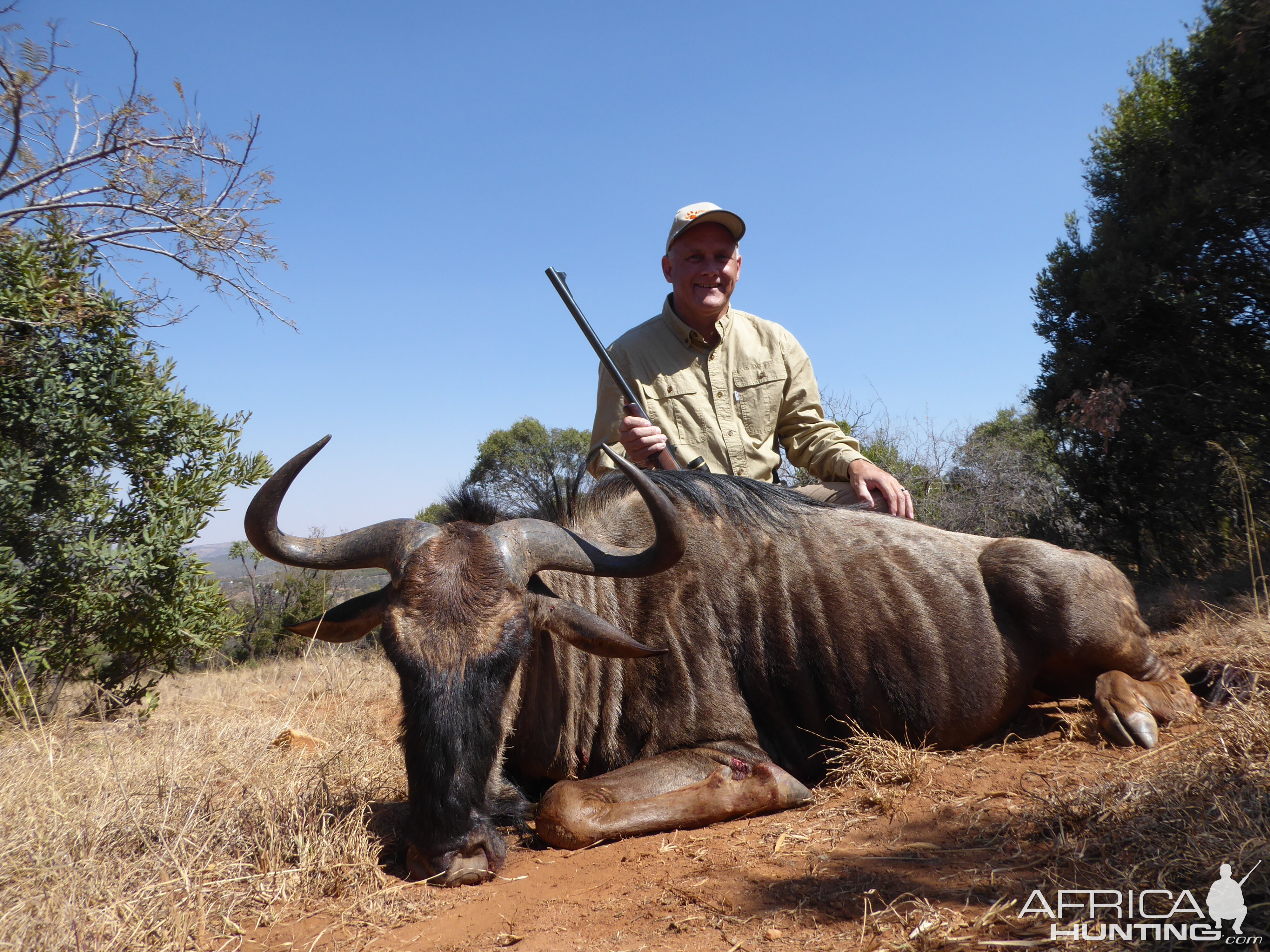 South Africa Blue Wildebeest Hunting