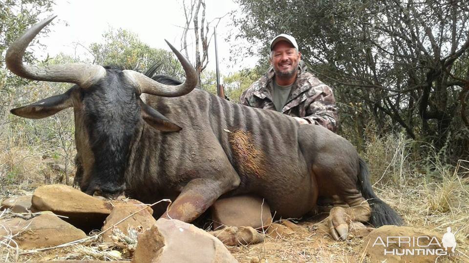 South Africa Blue Wildebeest Hunting