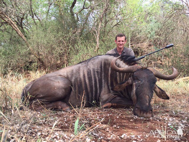 South Africa Blue Wildebeest Hunting