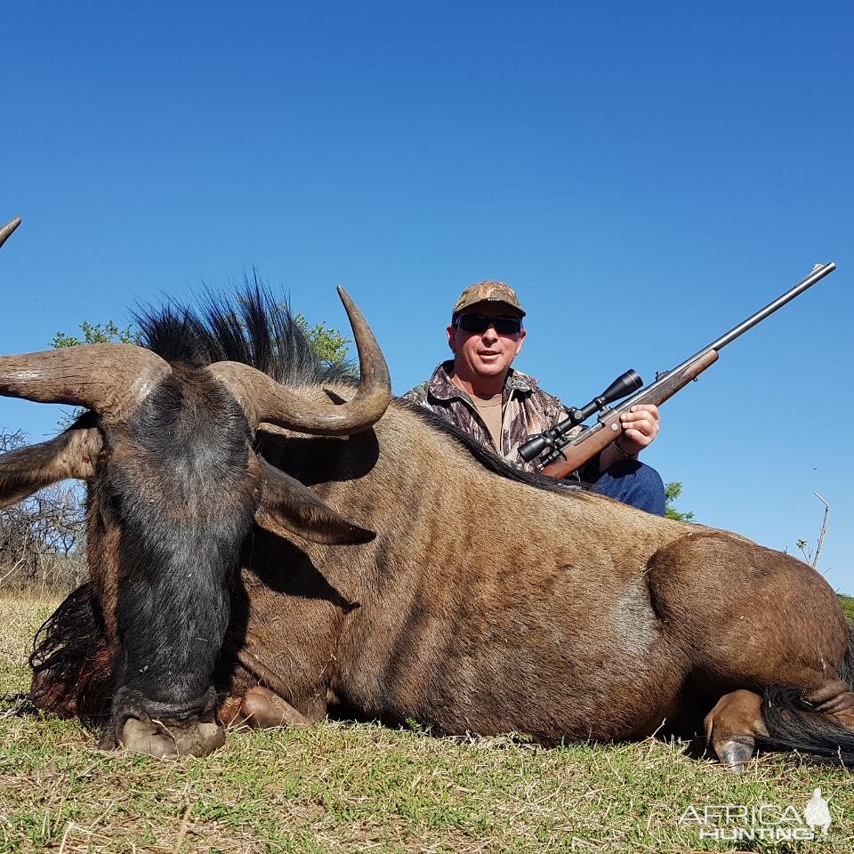 South Africa Blue Wildebeest Hunting