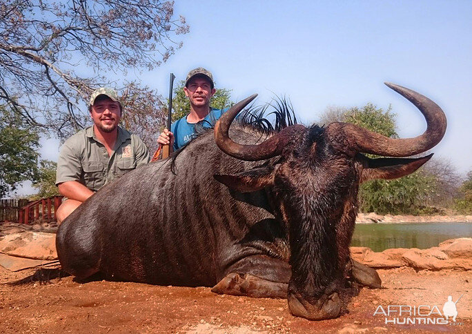 South Africa Blue Wildebeest Hunting