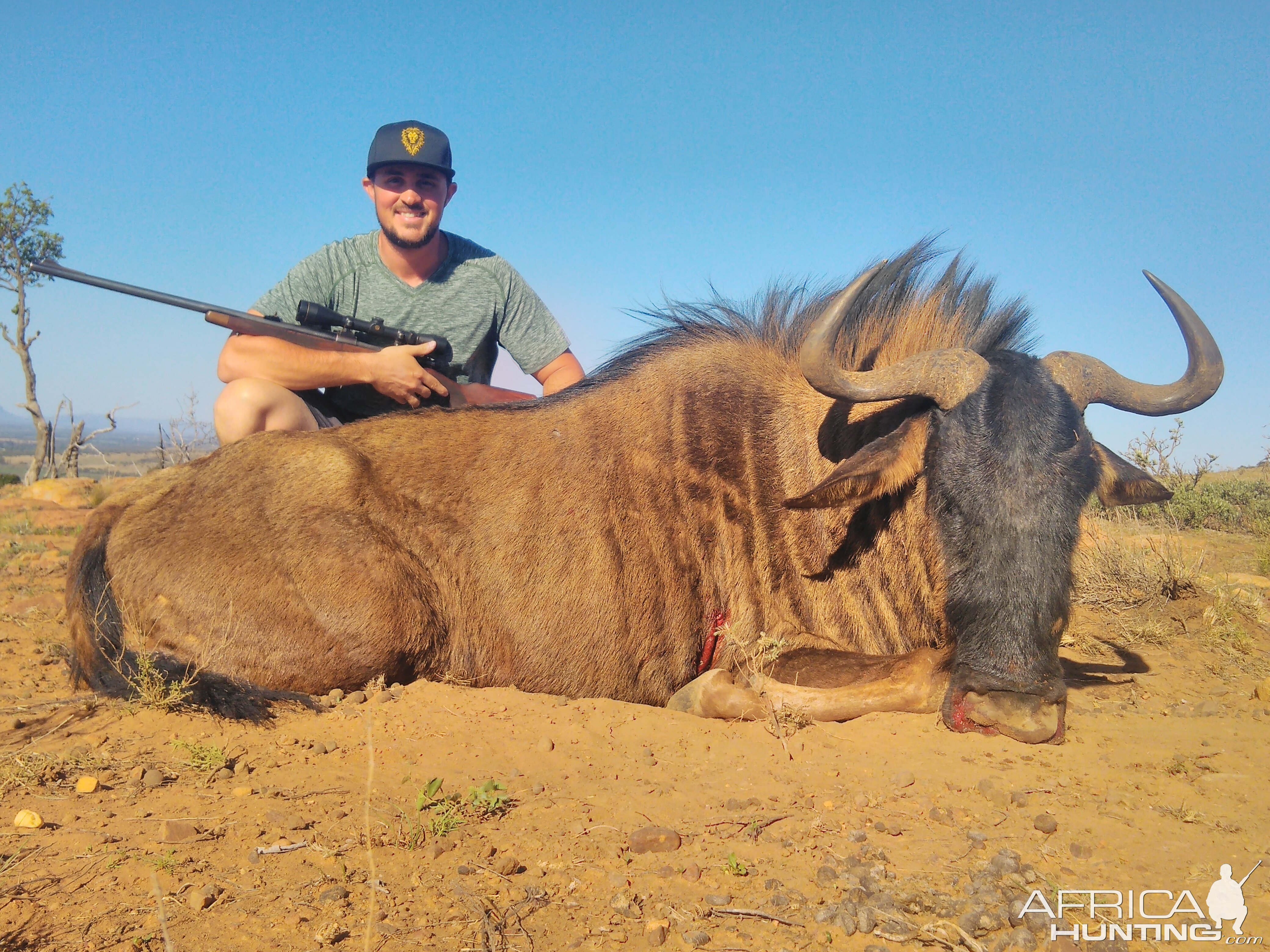 South Africa Blue Wildebeest Hunting