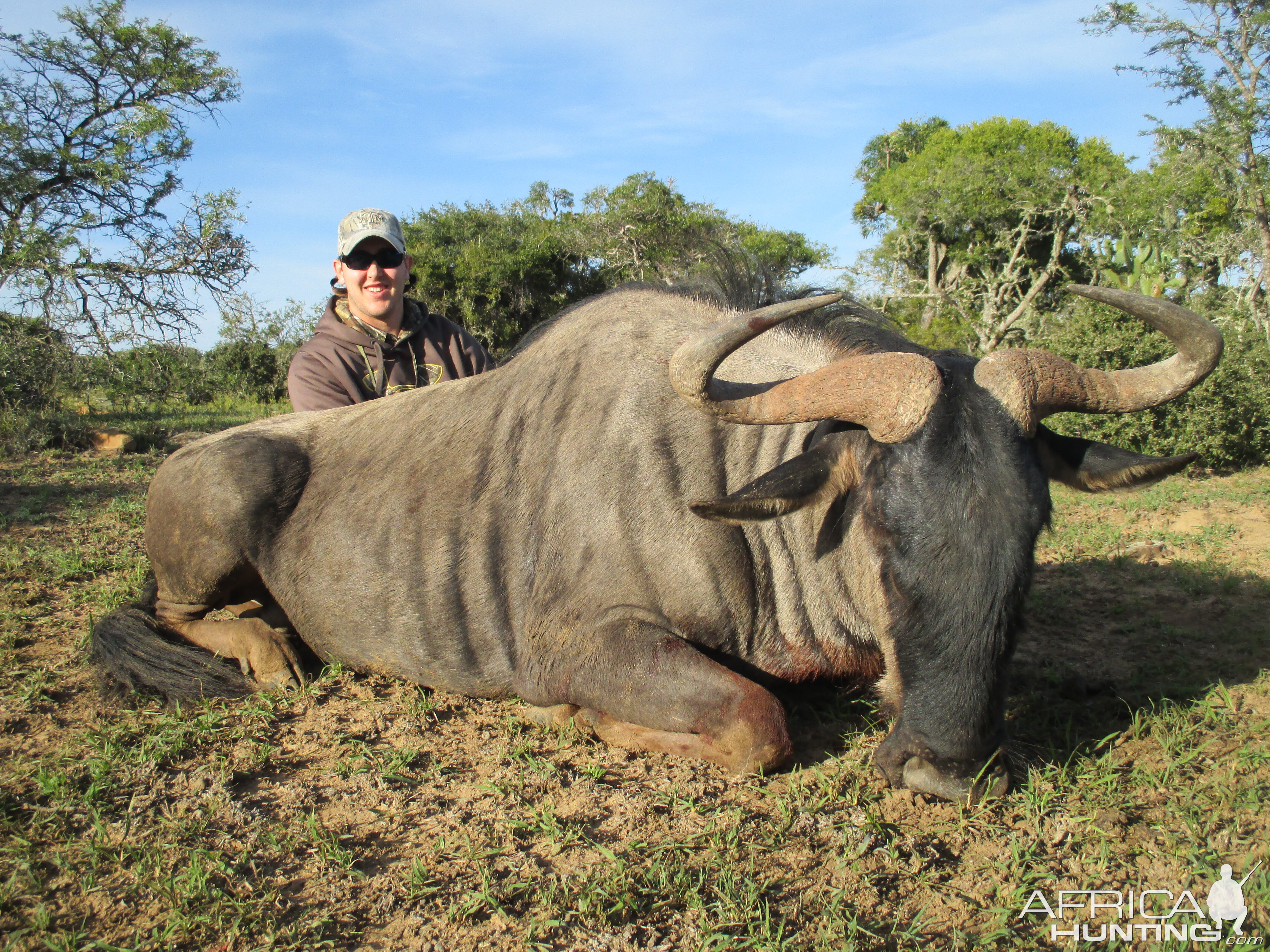 South Africa Blue Wildebeest Hunting