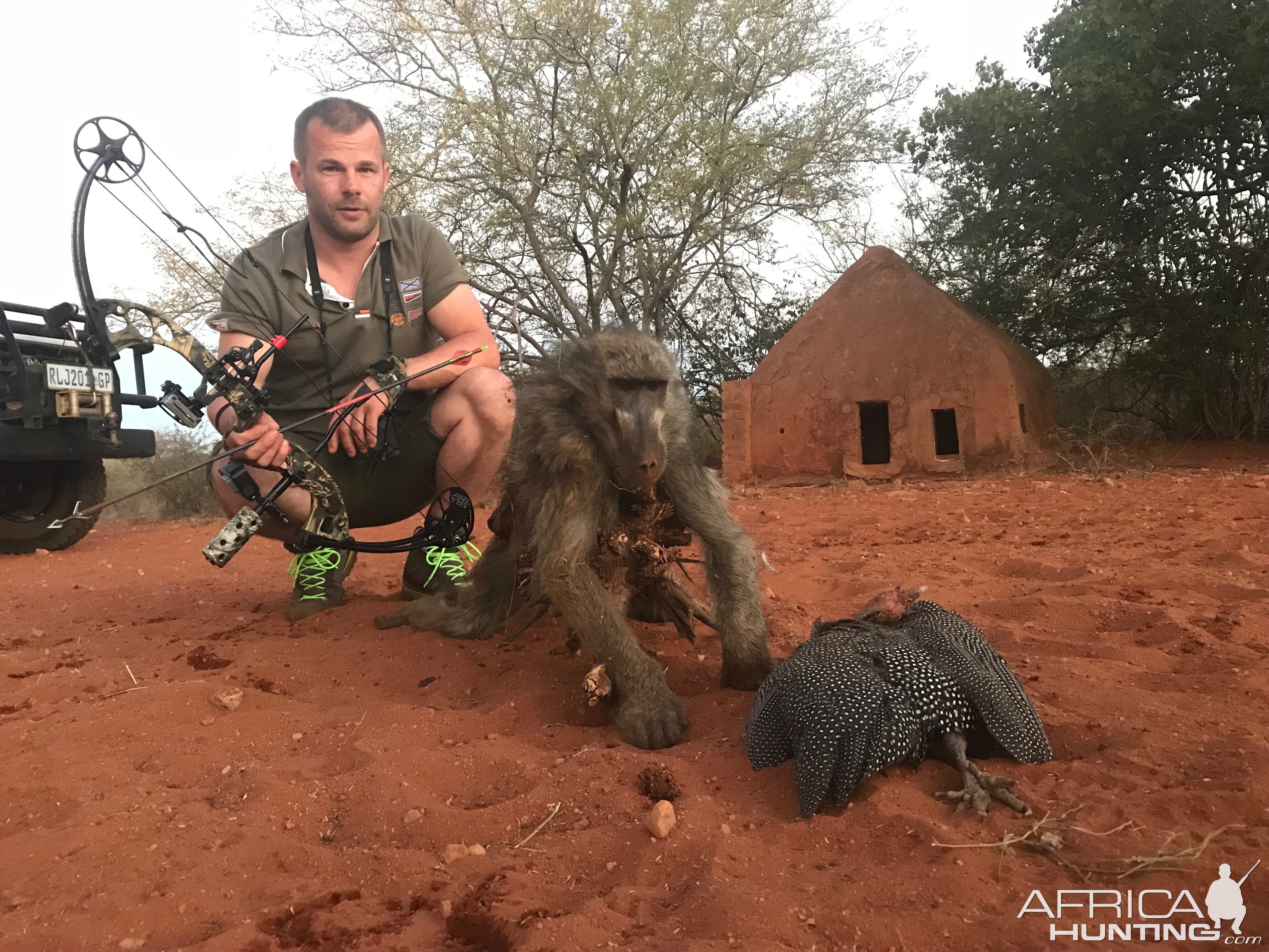 South Africa Bow Hunt Baboon & Guinea Fowl