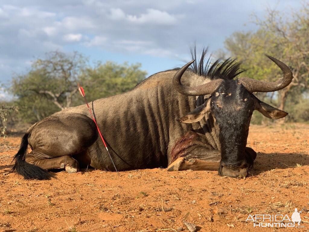 South Africa Bow Hunt Blue Wildebeest