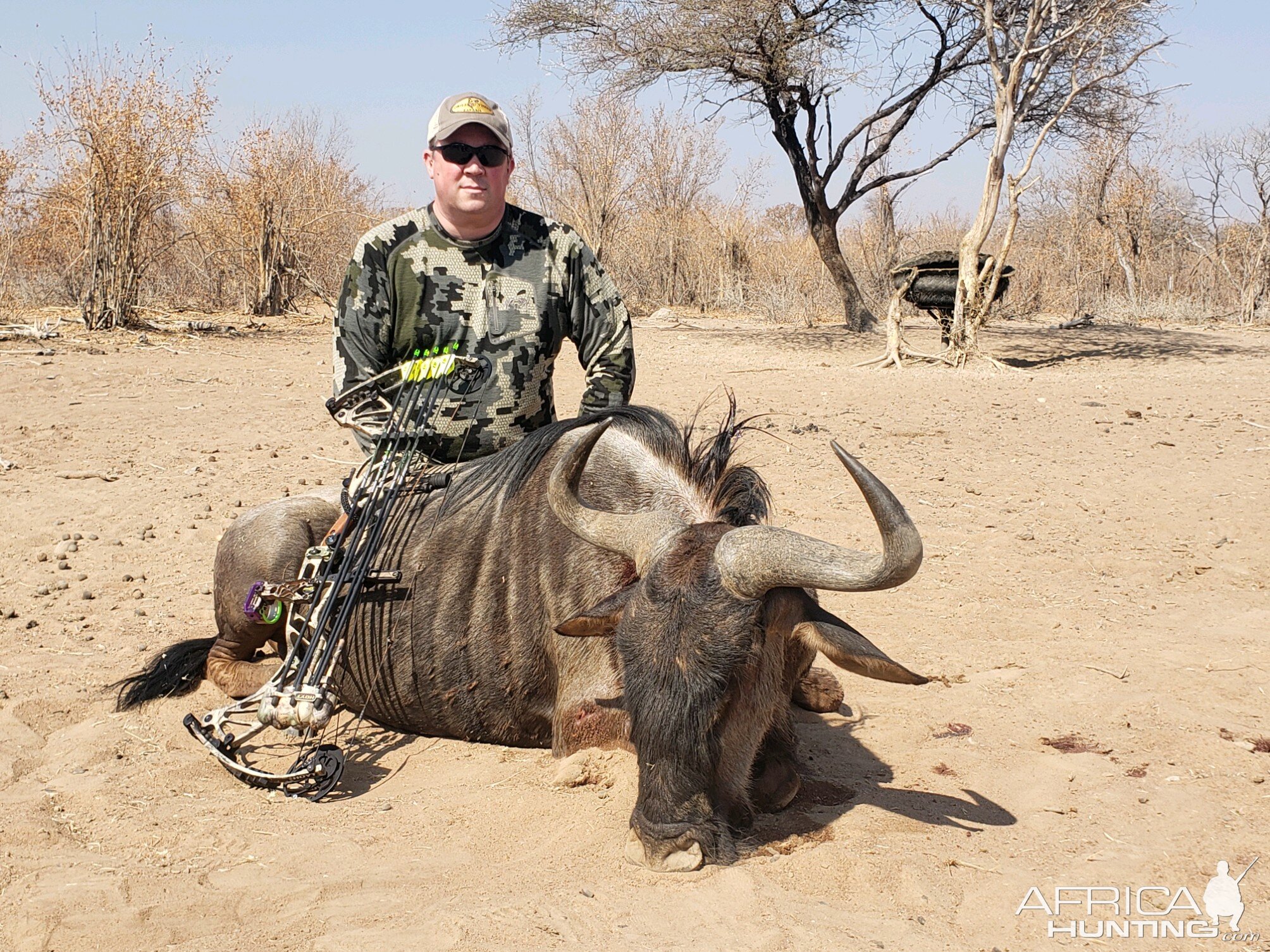 South Africa Bow Hunt Blue Wildebeest