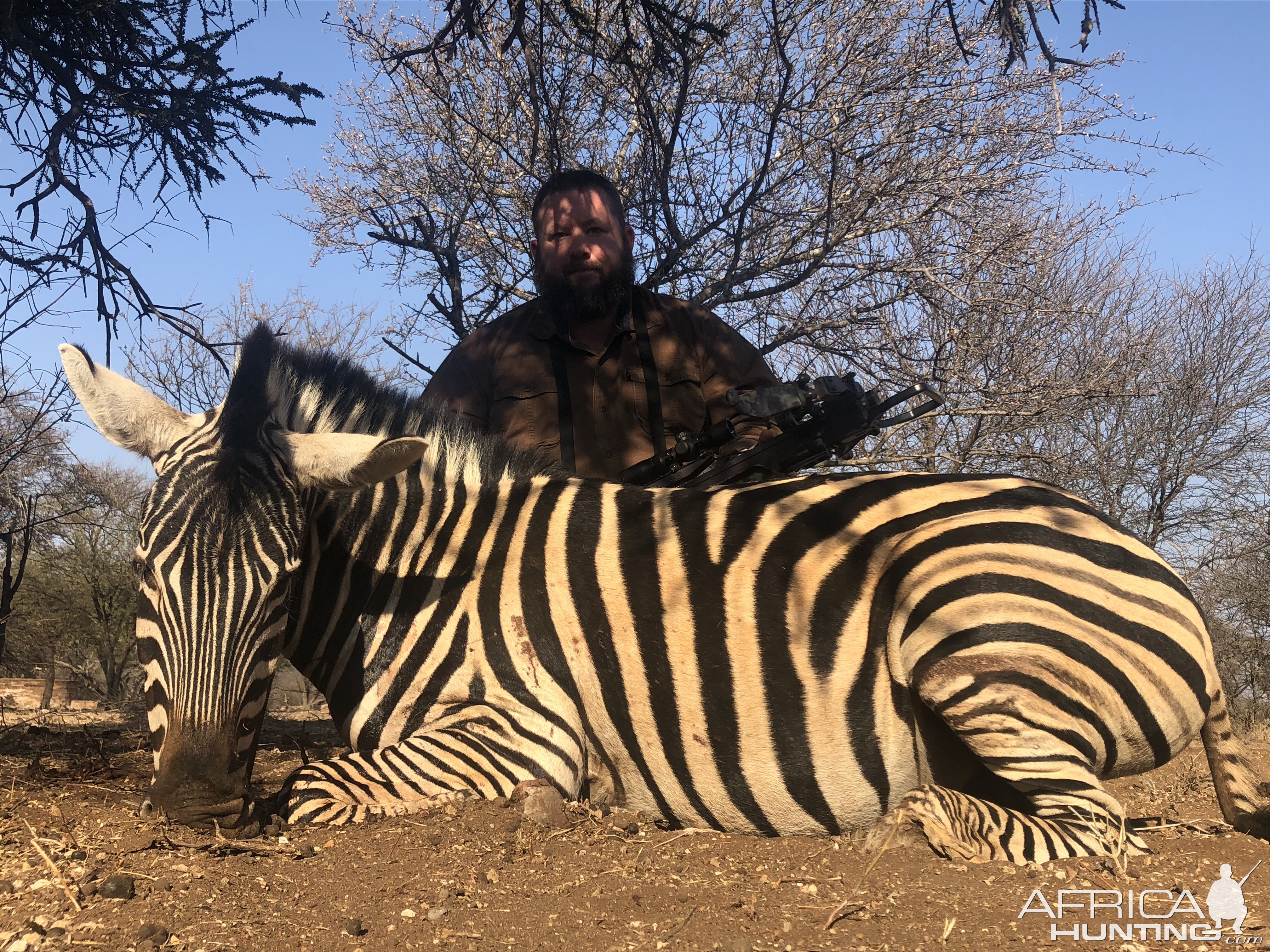 South Africa Bow Hunt Burchell's Plain Zebra