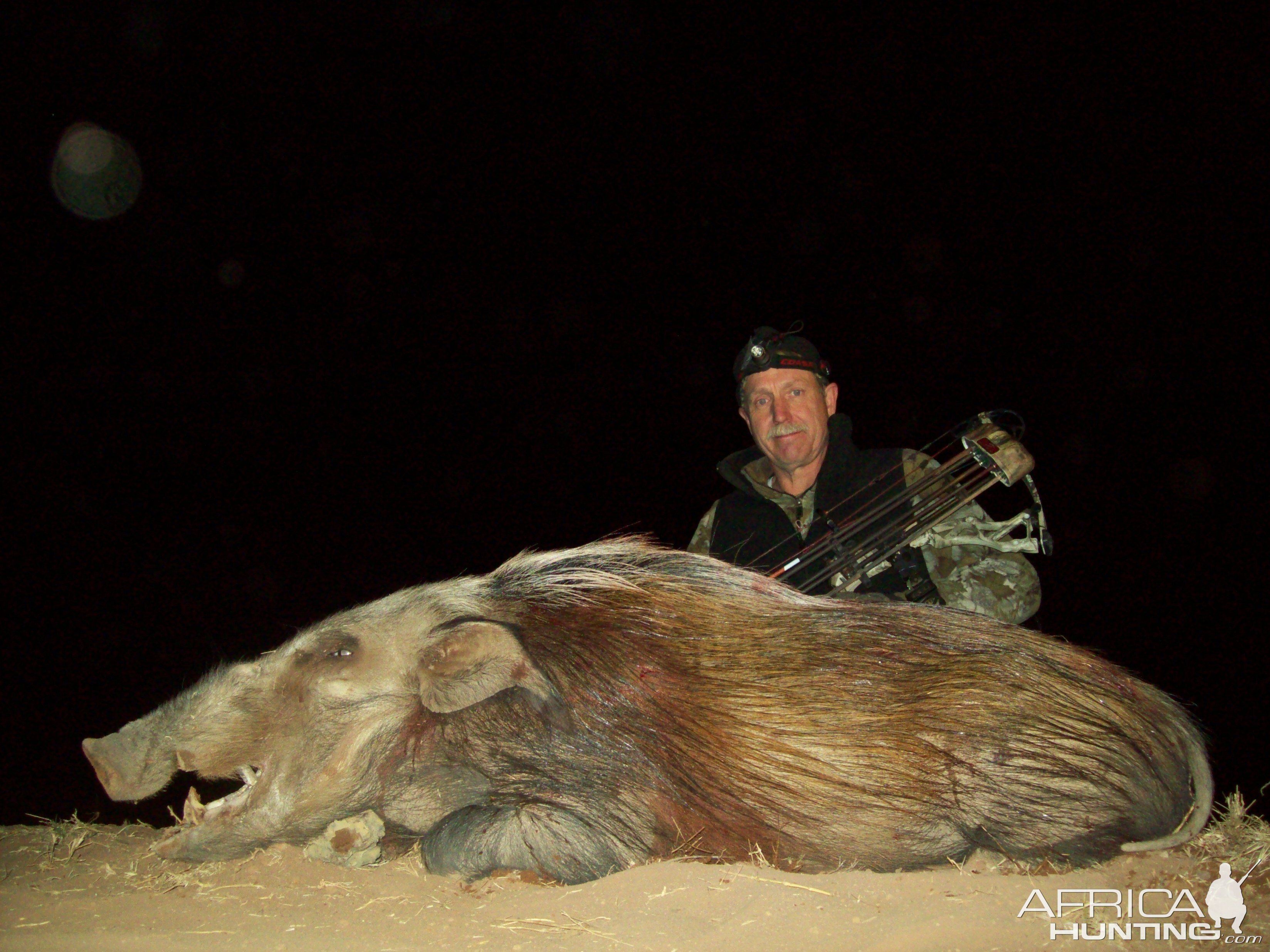 South Africa Bow Hunt Bushpig