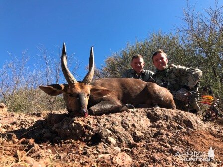 South Africa Bow Hunt Cape Bushbuck