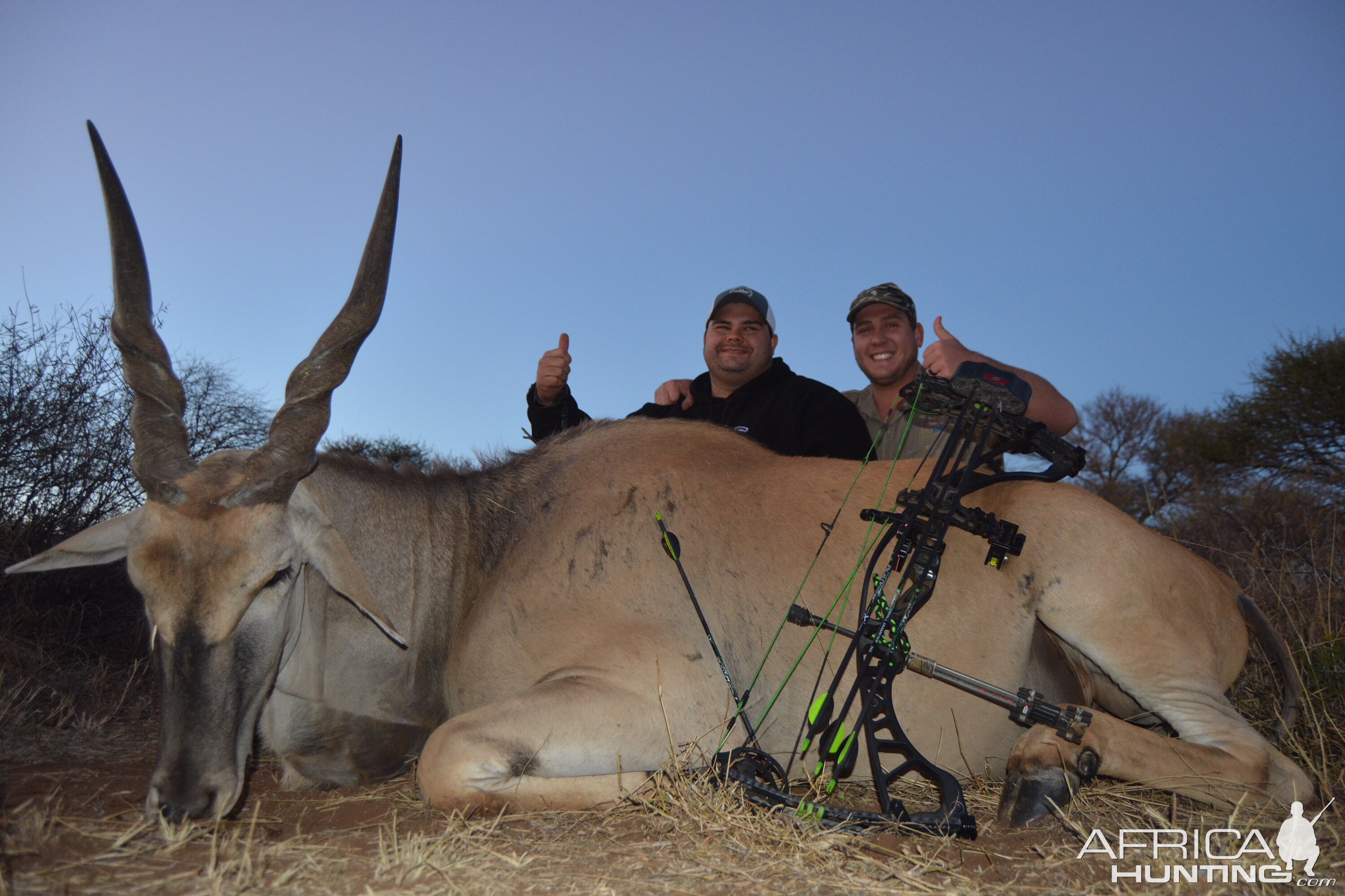 South Africa Bow Hunt Eland