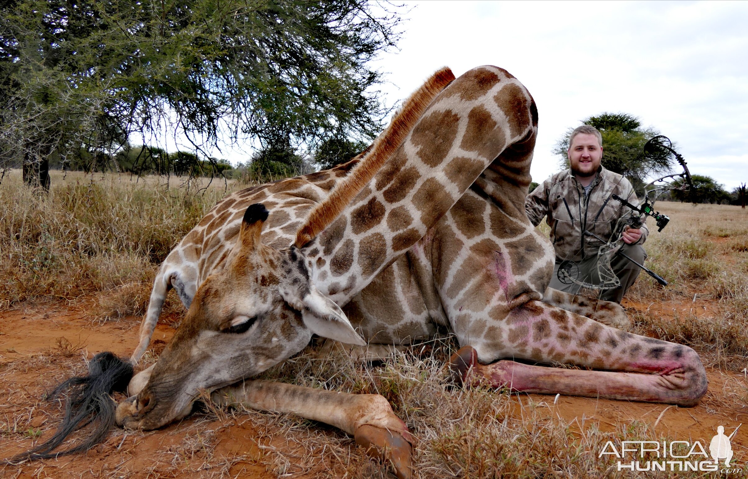 South Africa Bow Hunt Giraffe