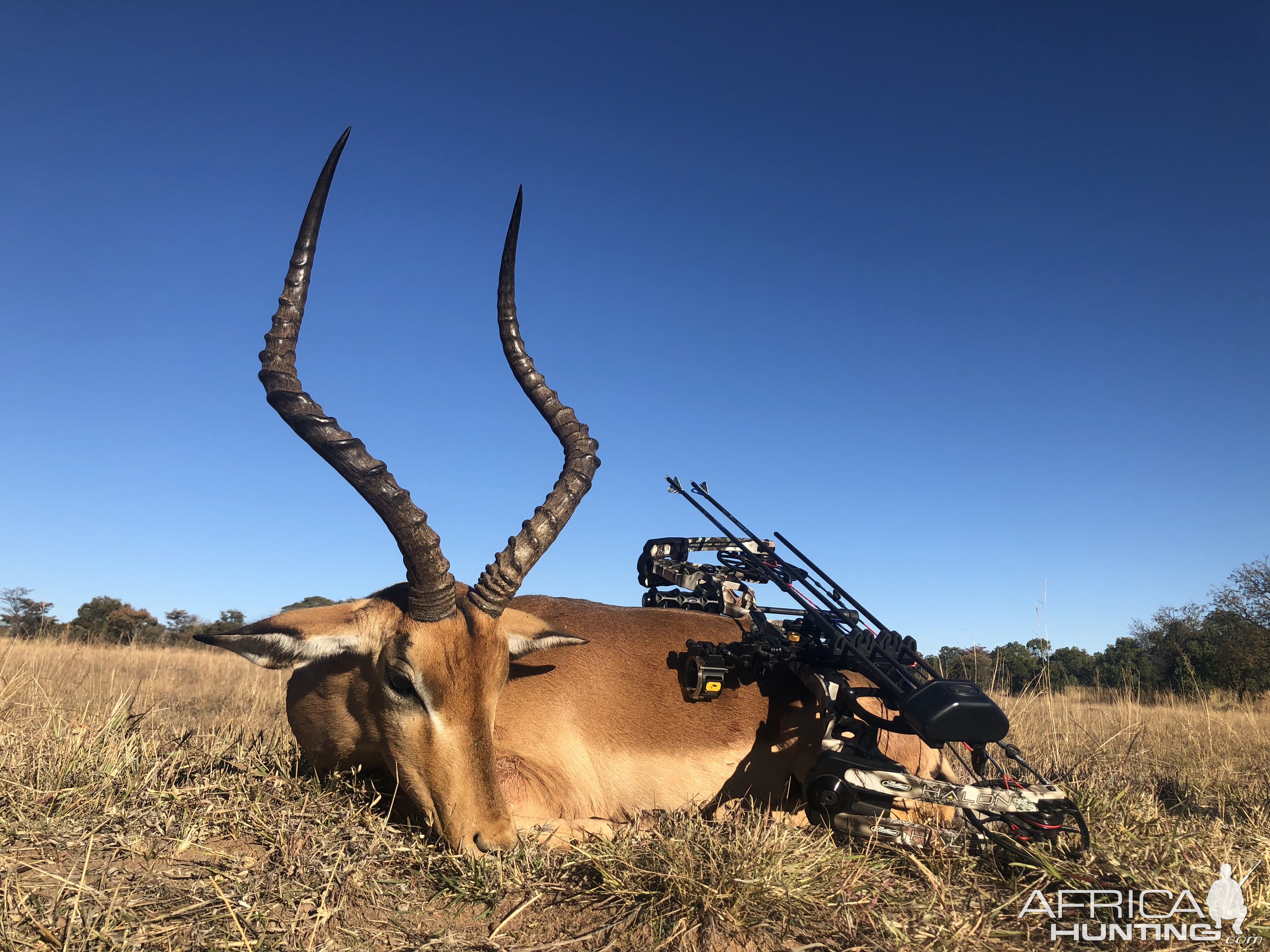 South Africa Bow Hunt Impala