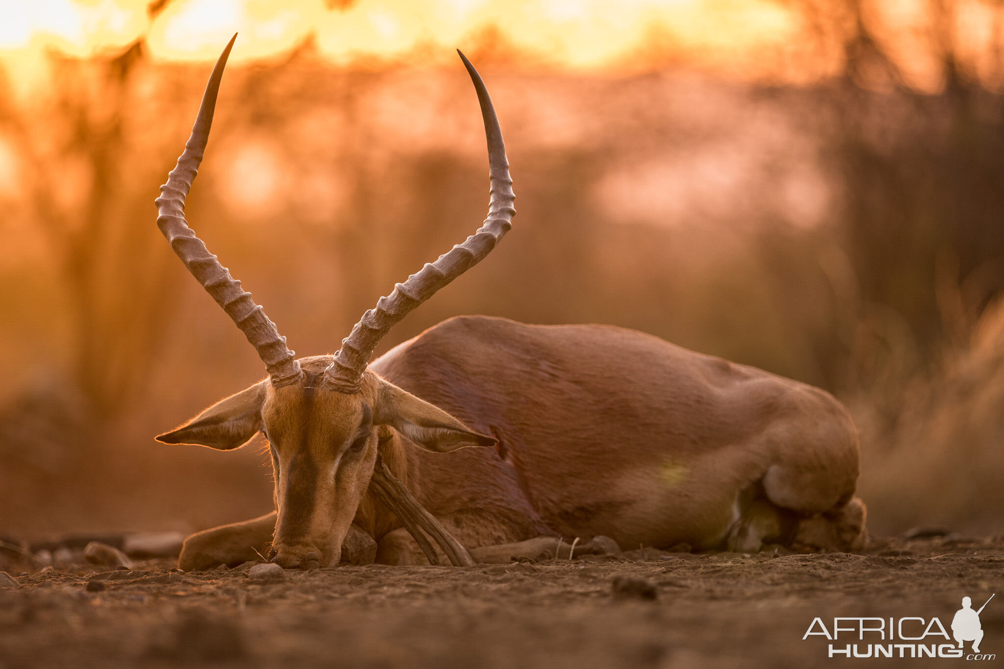 South Africa Bow Hunt Impala