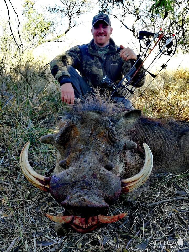 South Africa Bow Hunt Warthog