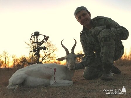 South Africa Bow Hunt White Springbok