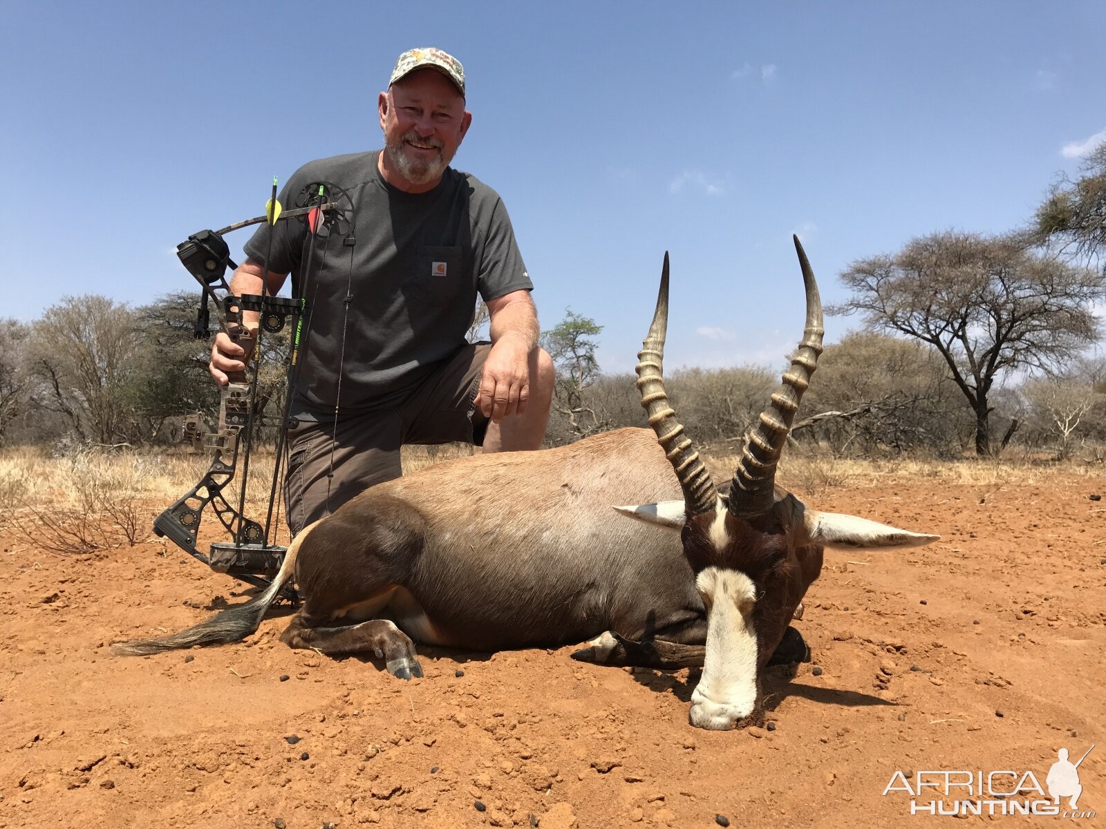 South Africa Bow Hunting Blesbok