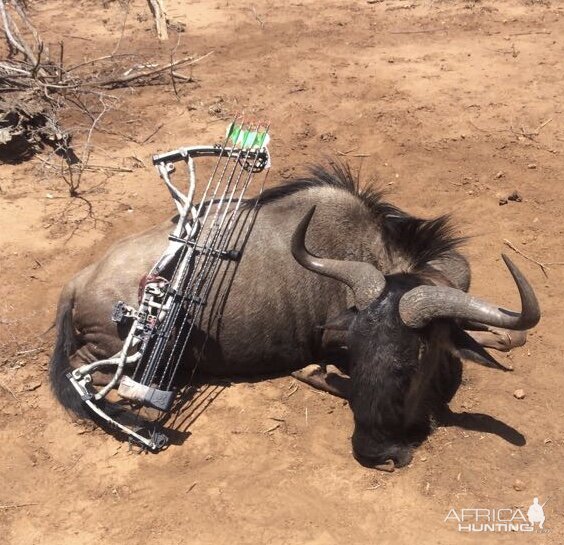 South Africa Bow Hunting Blue Wildebeest