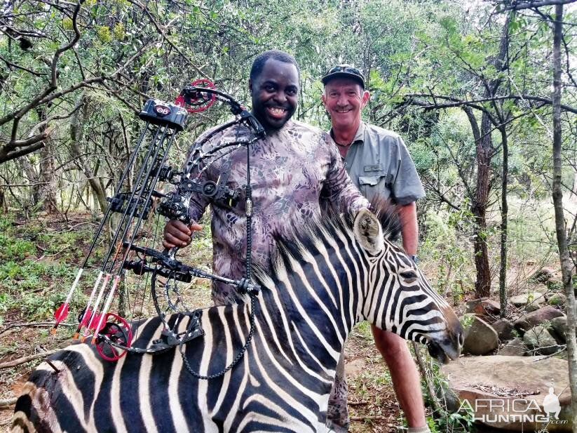 South Africa Bow Hunting Burchell's Plain Zebra