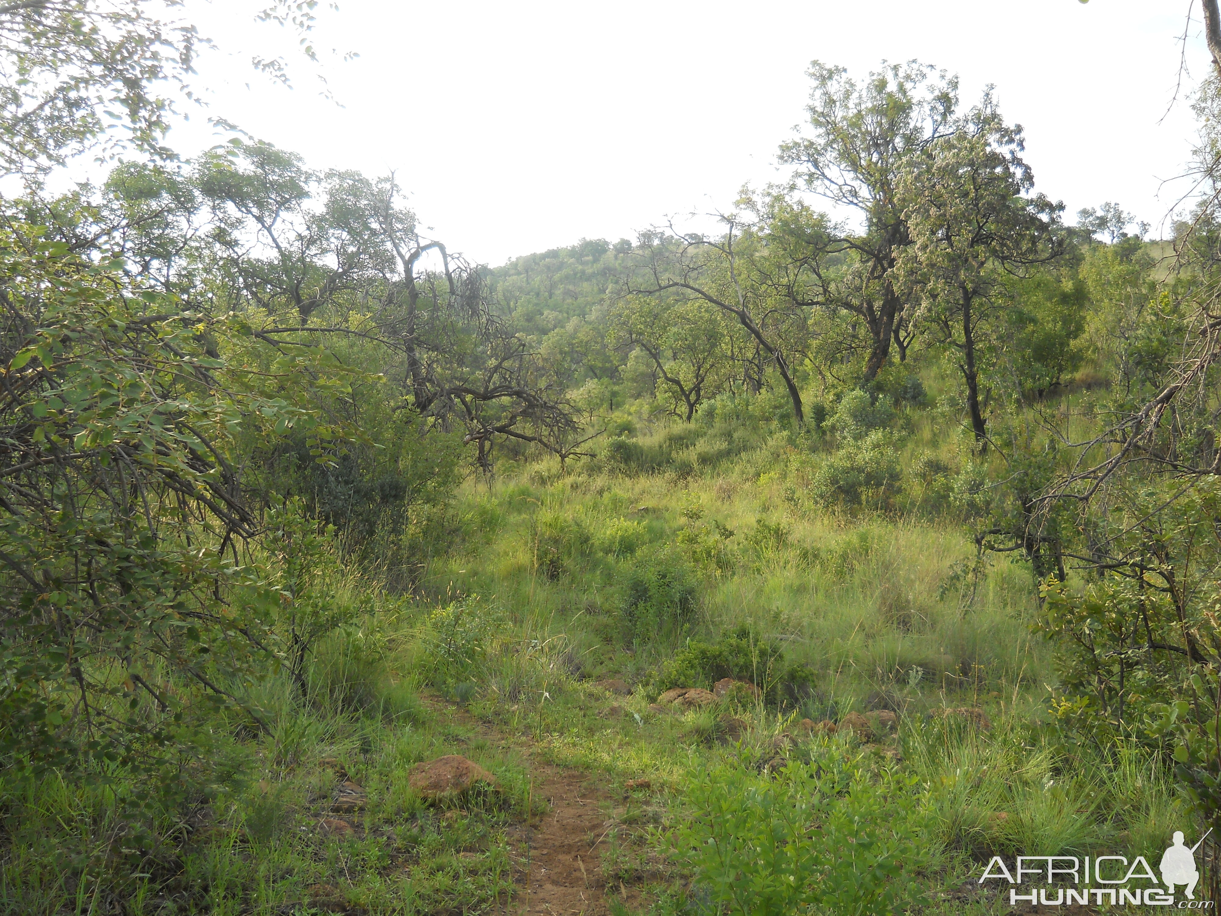 South Africa Bow Hunting Bushpig