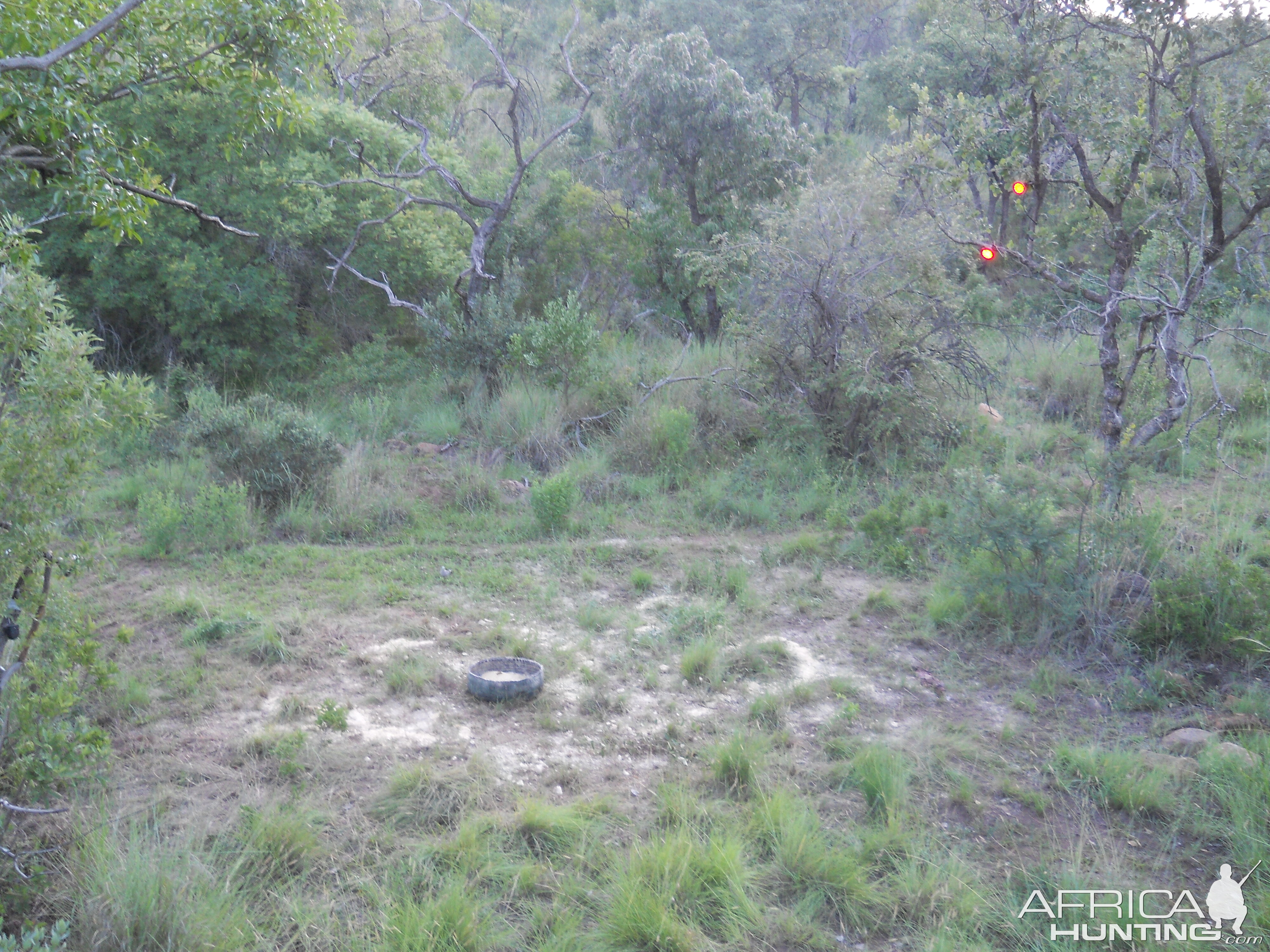 South Africa Bow Hunting Bushpig