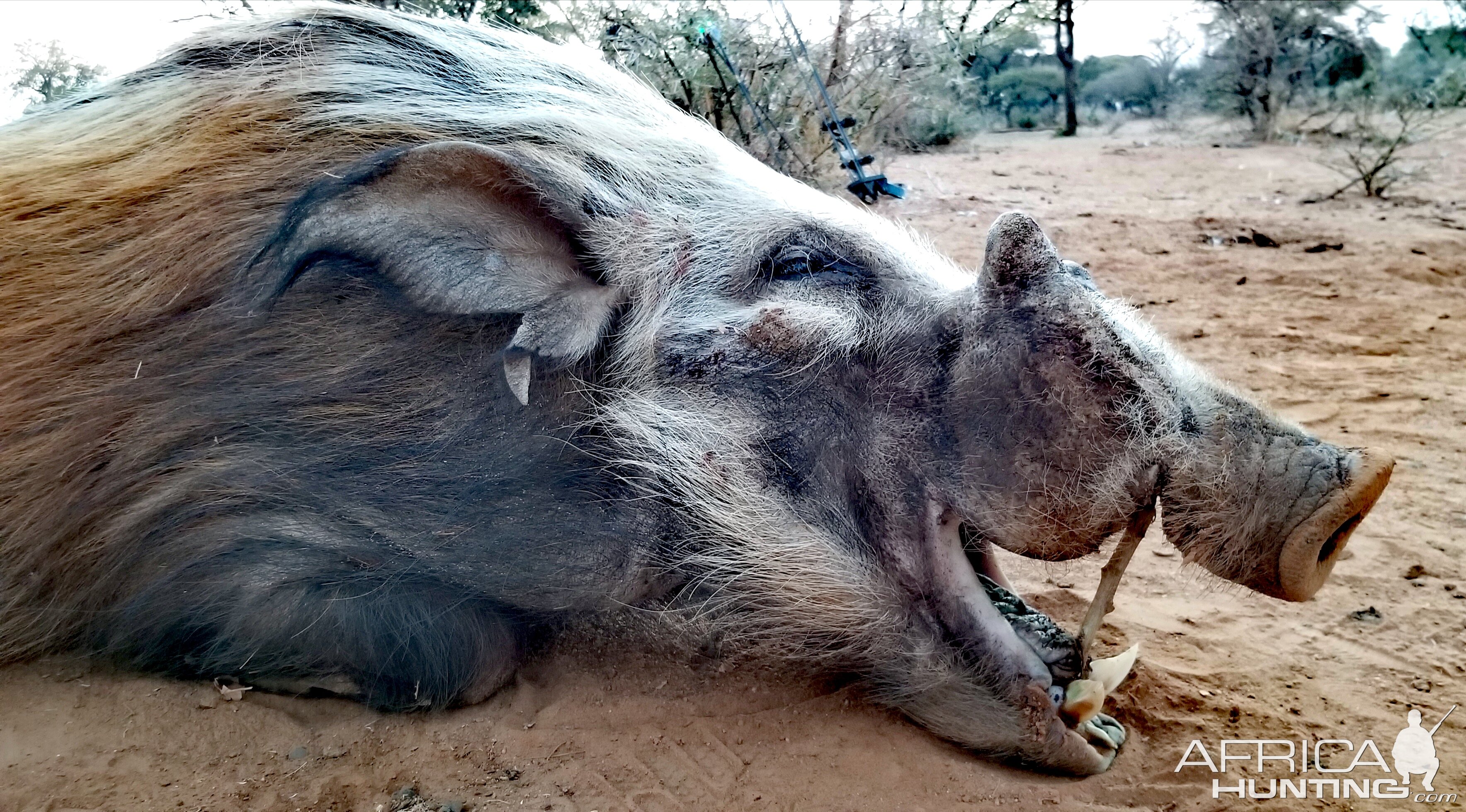 South Africa Bow Hunting Bushpig