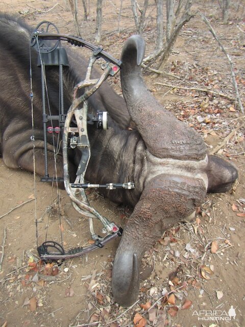 South Africa Bow Hunting Cape Buffalo Hunt