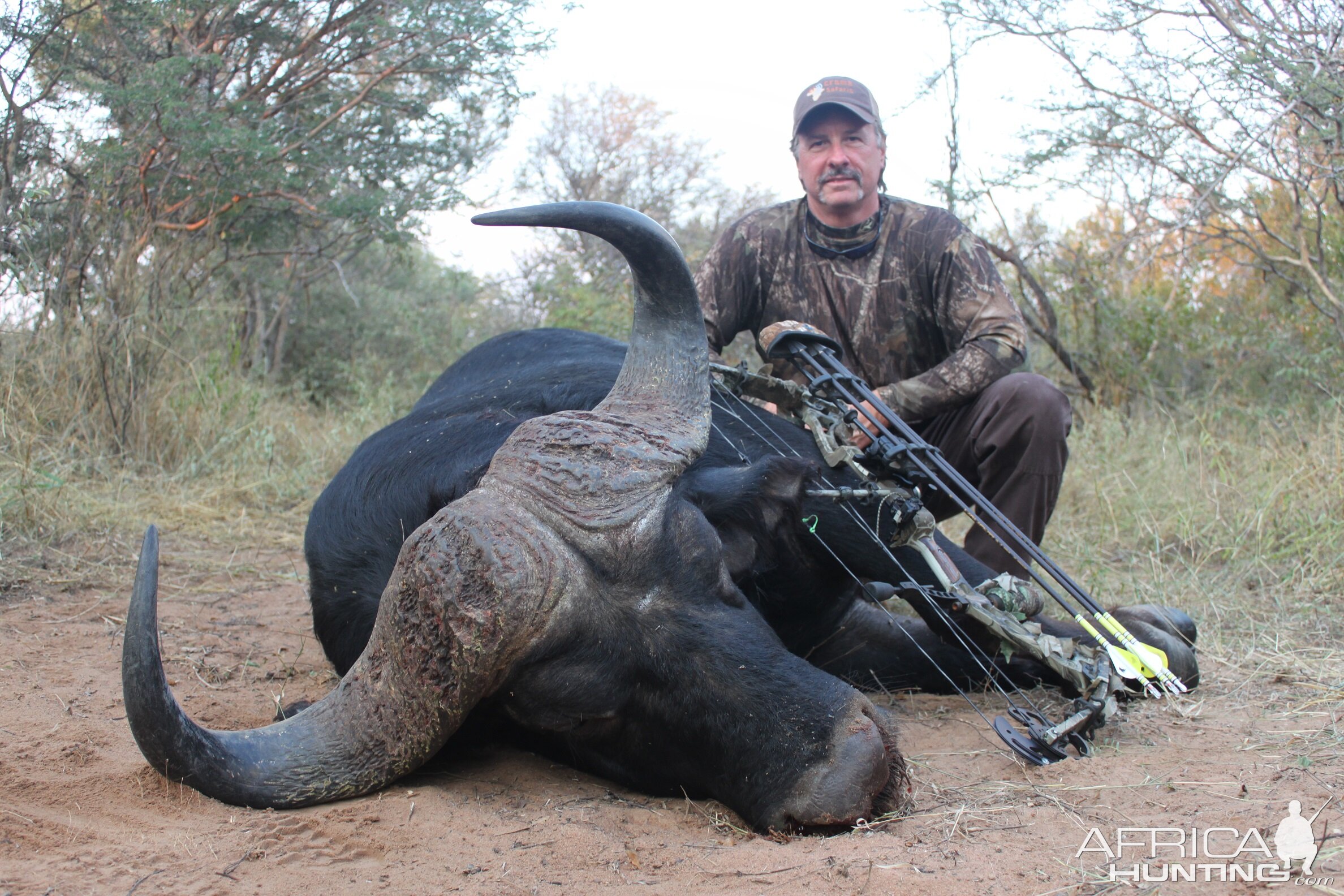 South Africa Bow Hunting Cape Buffalo