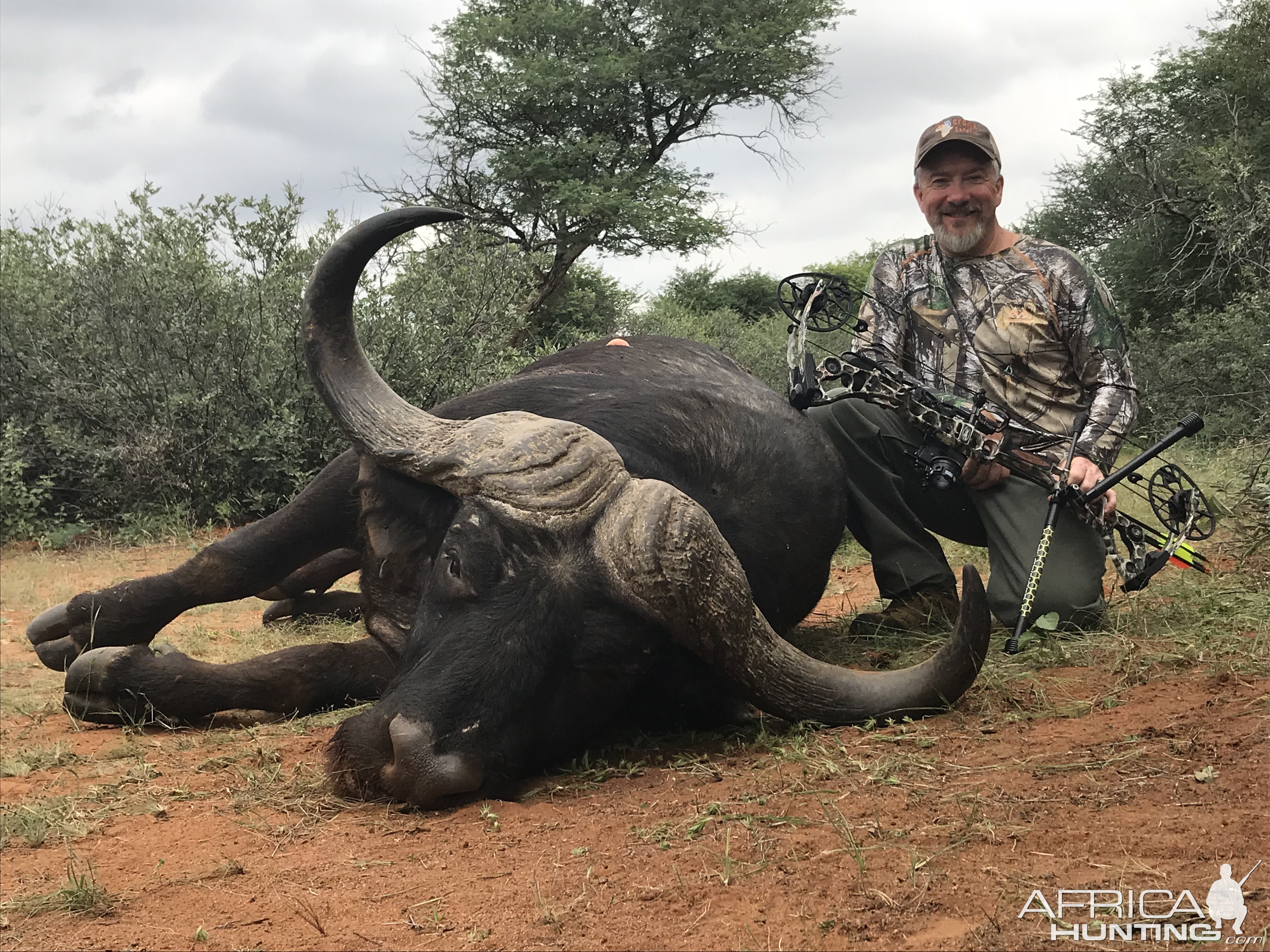 South Africa Bow Hunting Cape Buffalo