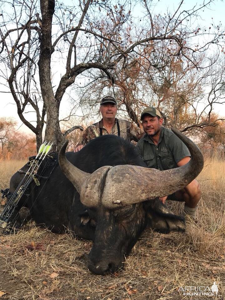 South Africa Bow Hunting Cape Buffalo