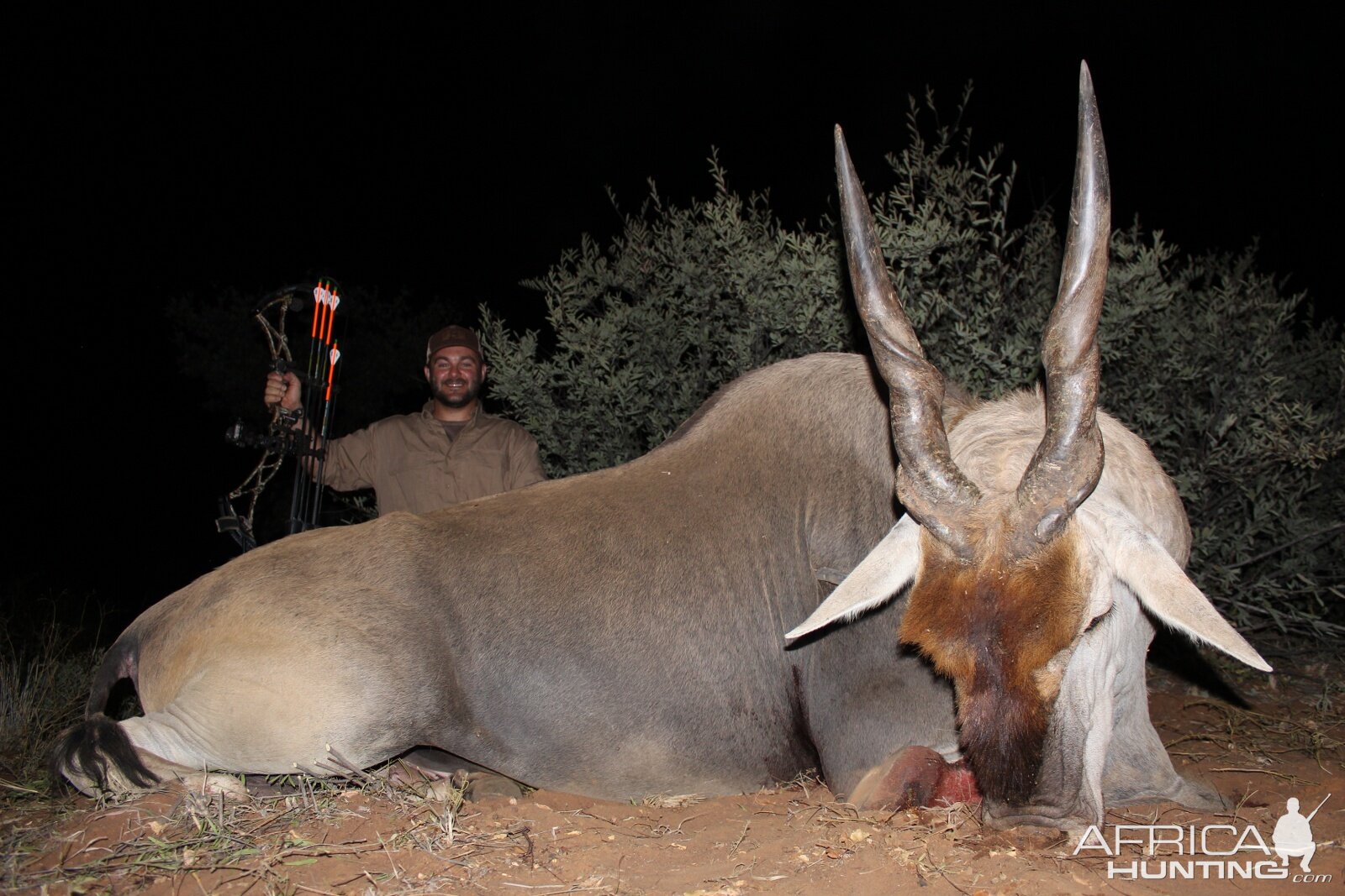 South Africa Bow Hunting Eland