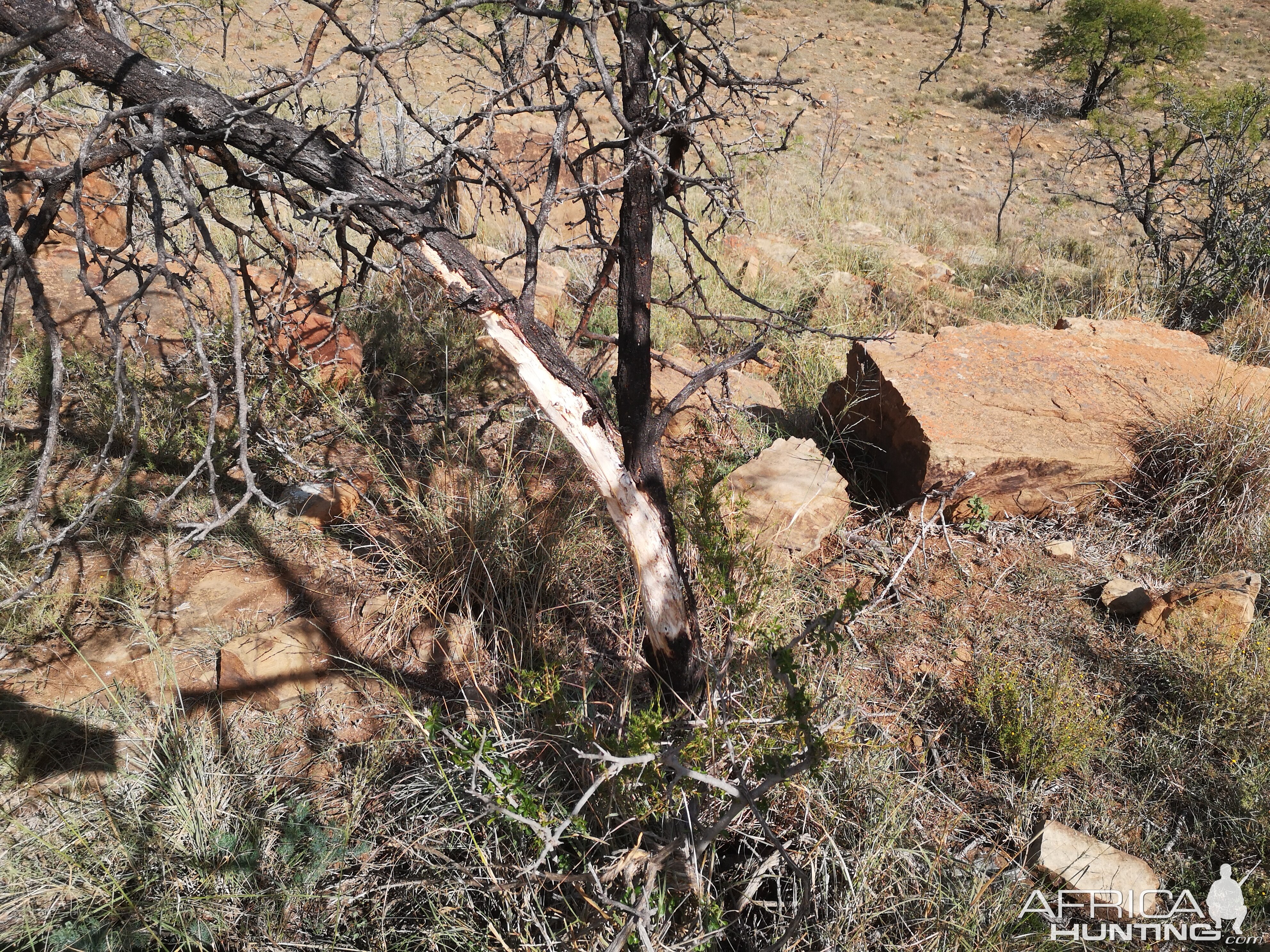 South Africa Bow Hunting Fallow Deer