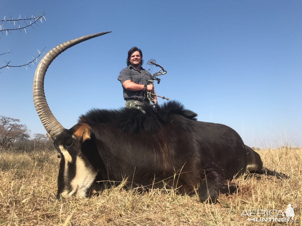 South Africa Bow Hunting Sable Antelope