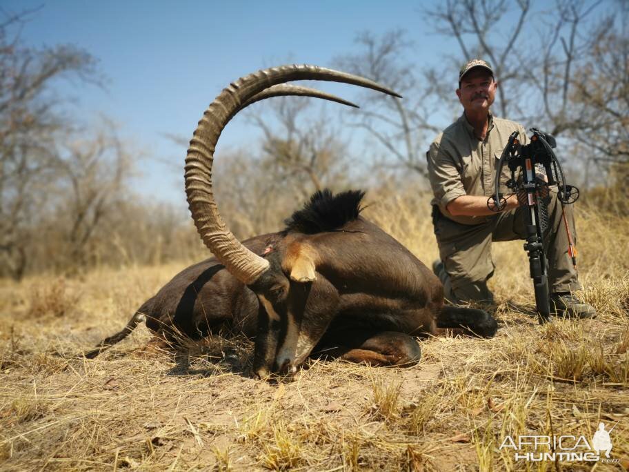 South Africa Bow Hunting Sable