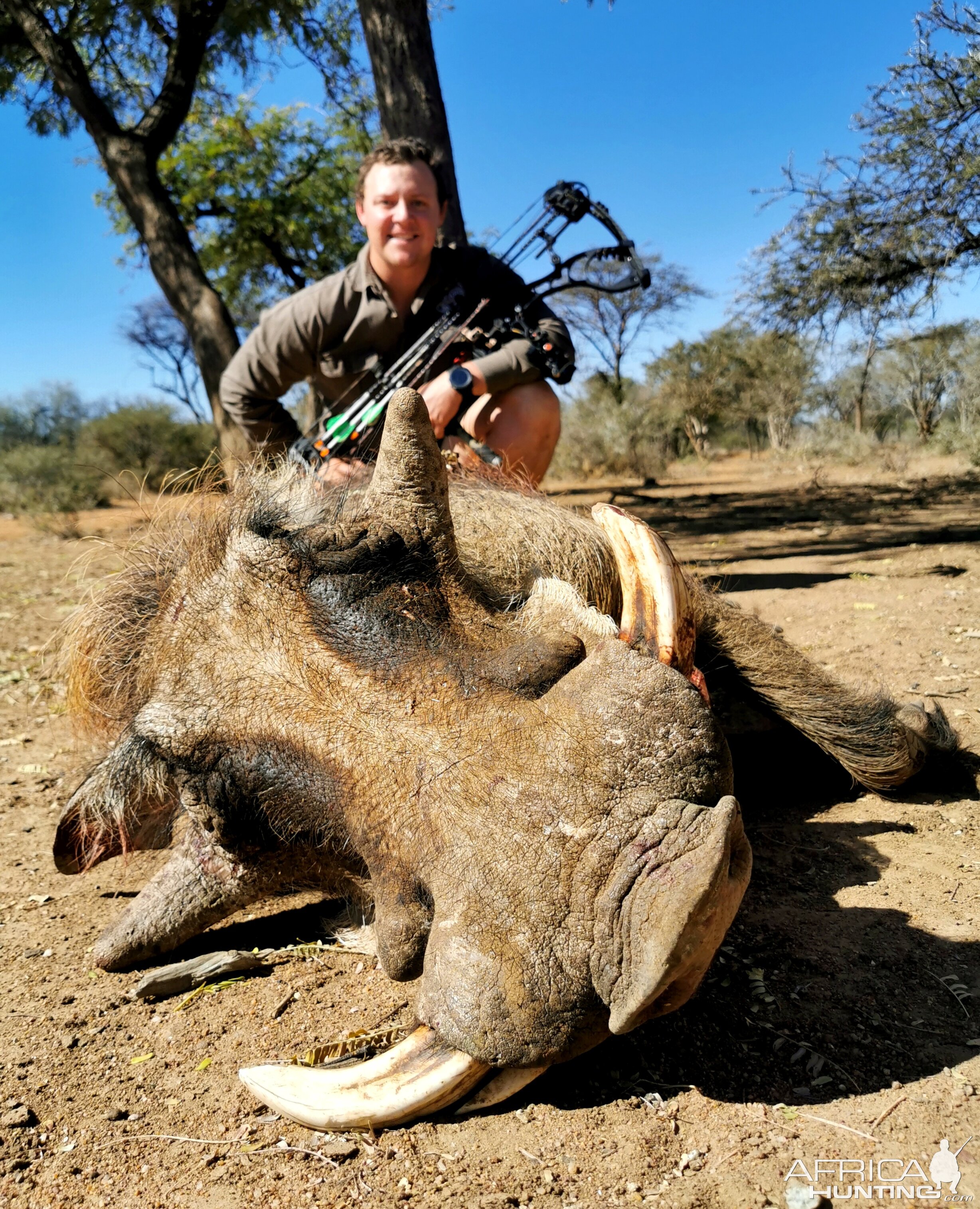 South Africa Bow Hunting Warthog