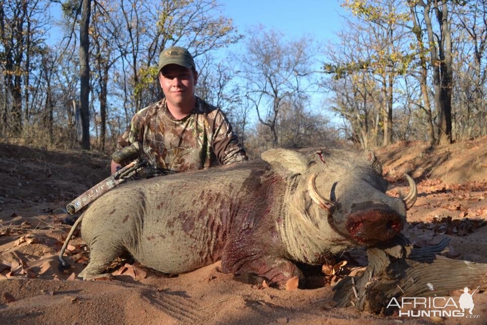 South Africa Bow Hunting Warthog