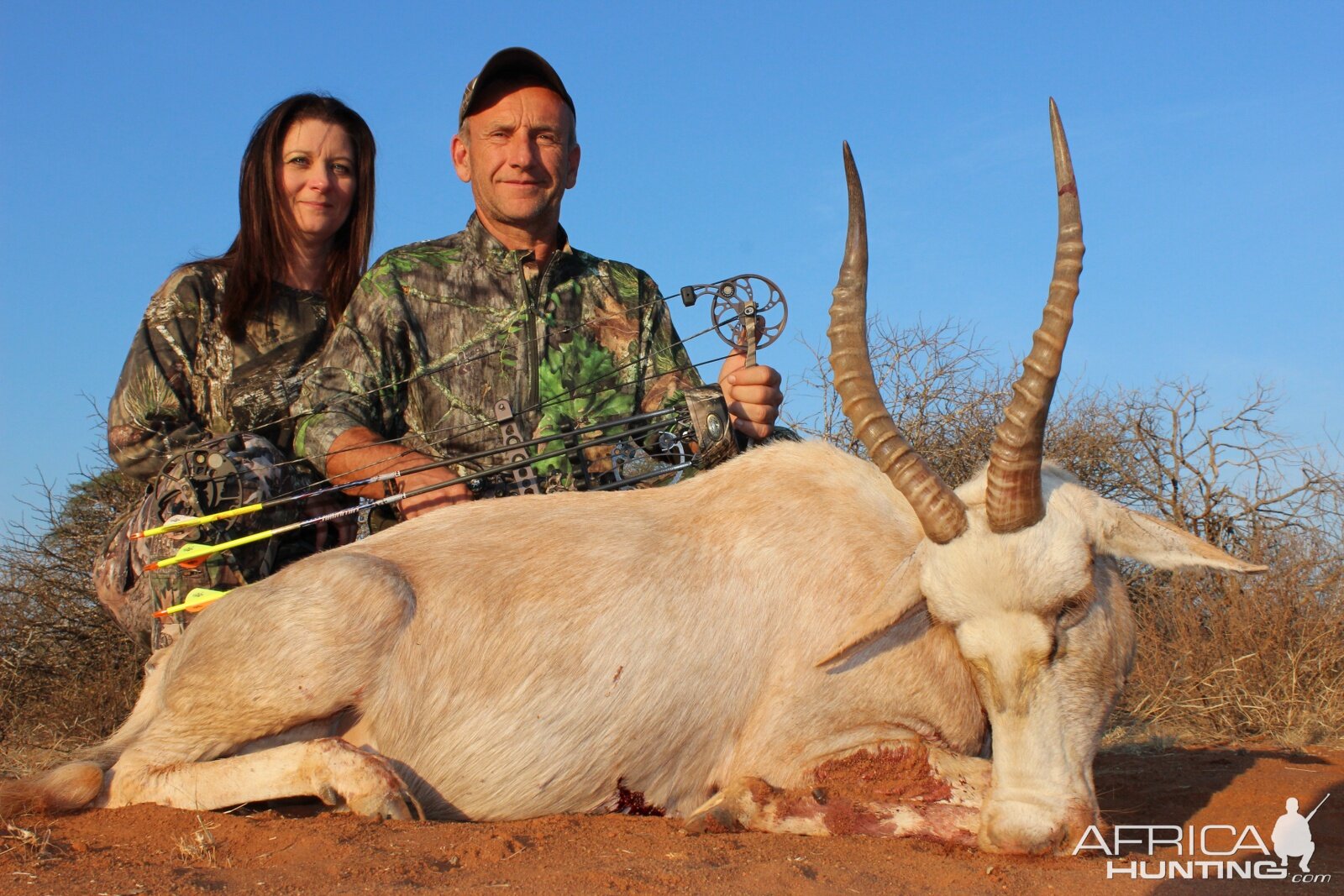 South Africa Bow Hunting White Blesbok