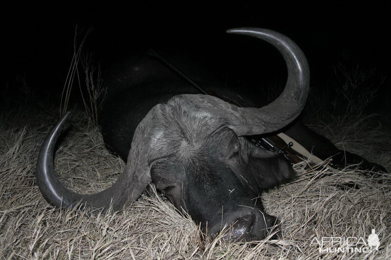 South Africa Buffalo Hunting