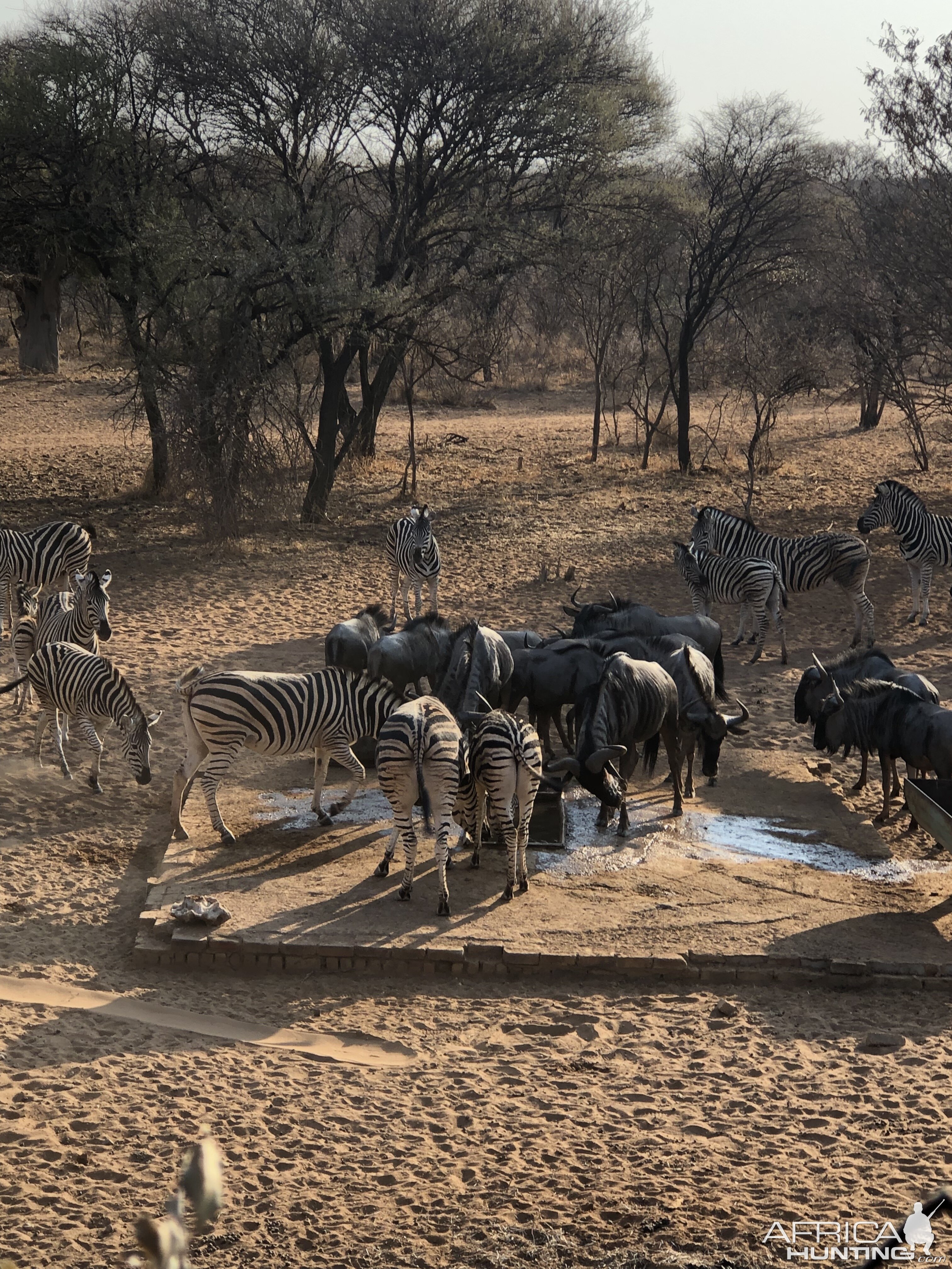 South Africa Burchell's Plain Zebra & Blue Wildebeest Trail Cam Pictures