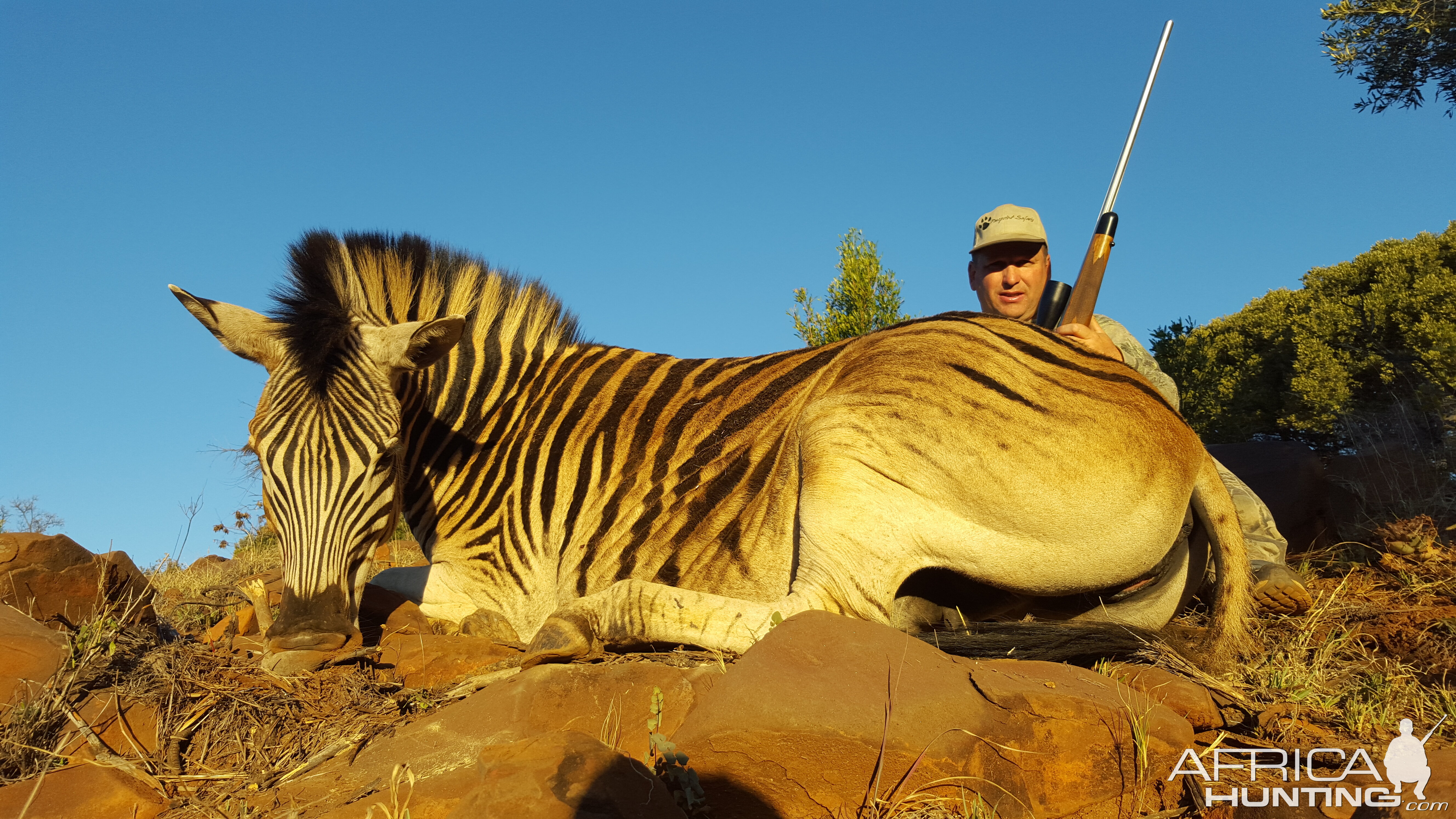 South Africa Burchell's Plain Zebra Hunt