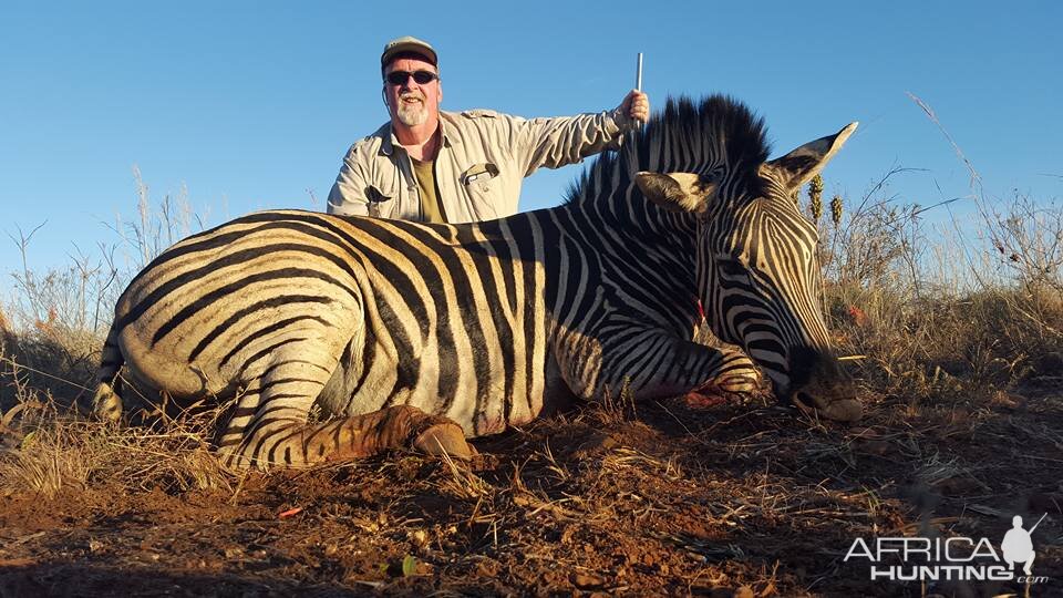 South Africa Burchell's Plain Zebra Hunt