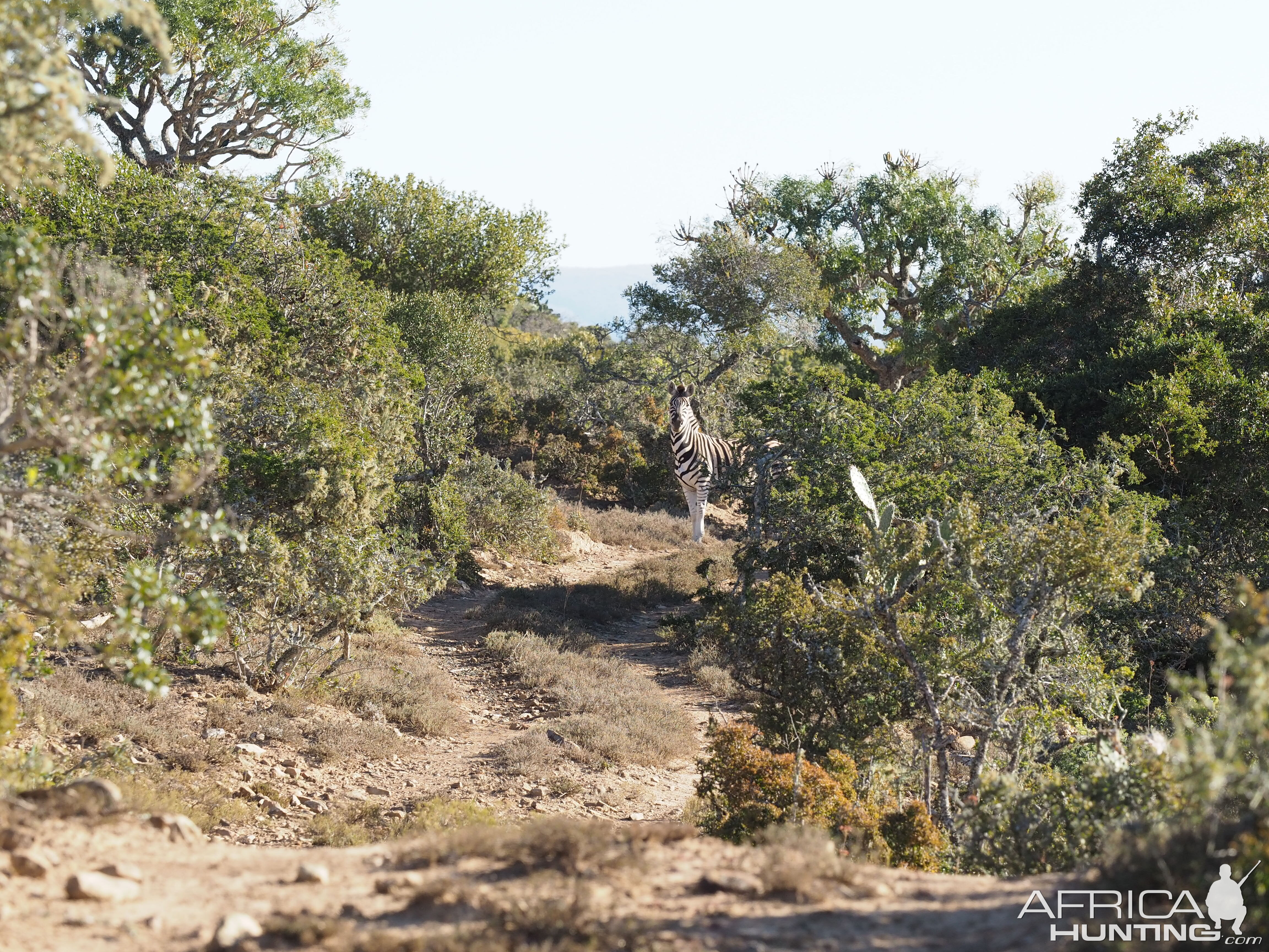 South Africa Burchell's Plain Zebra Hunt