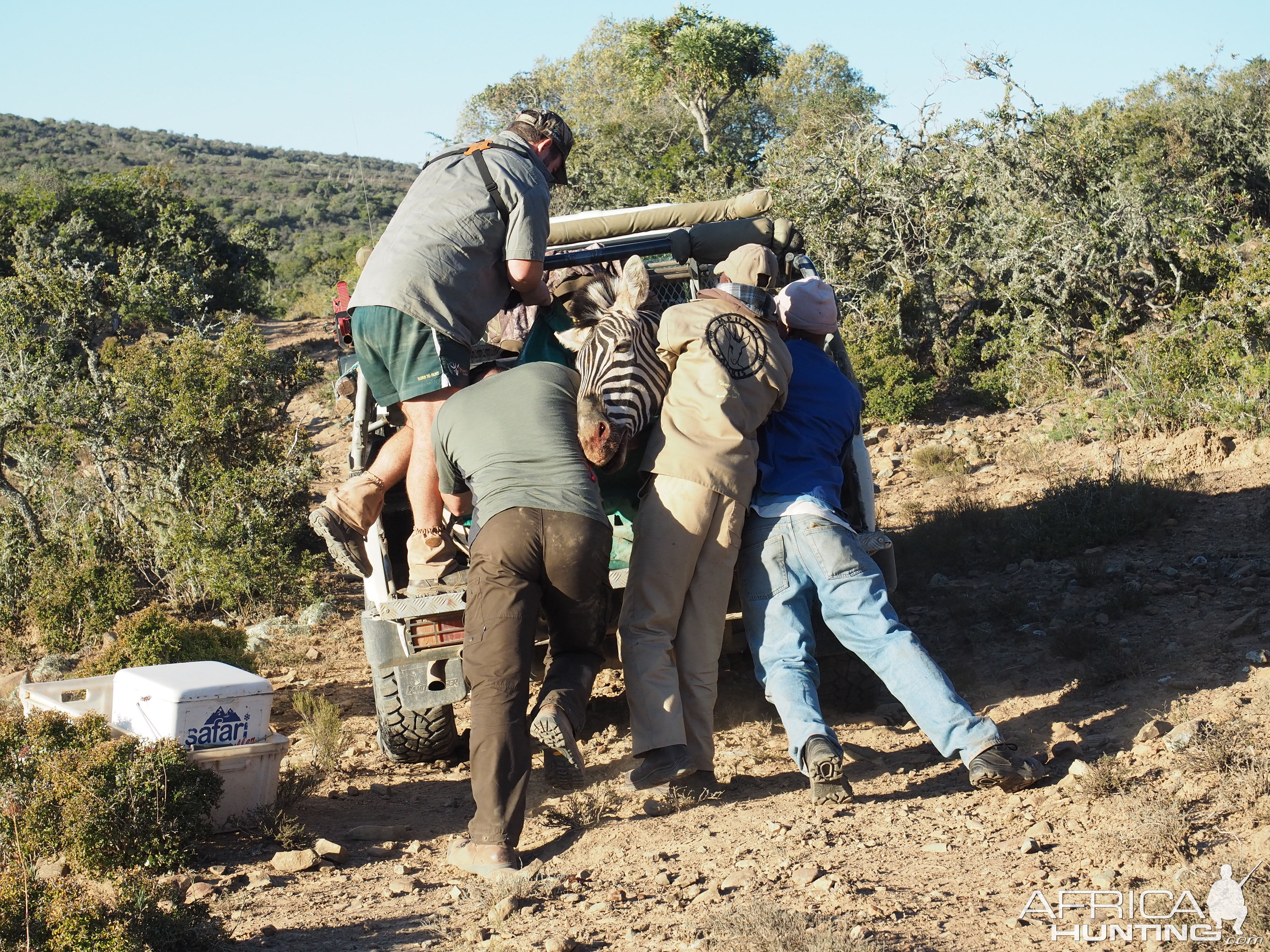 South Africa Burchell's Plain Zebra Hunt