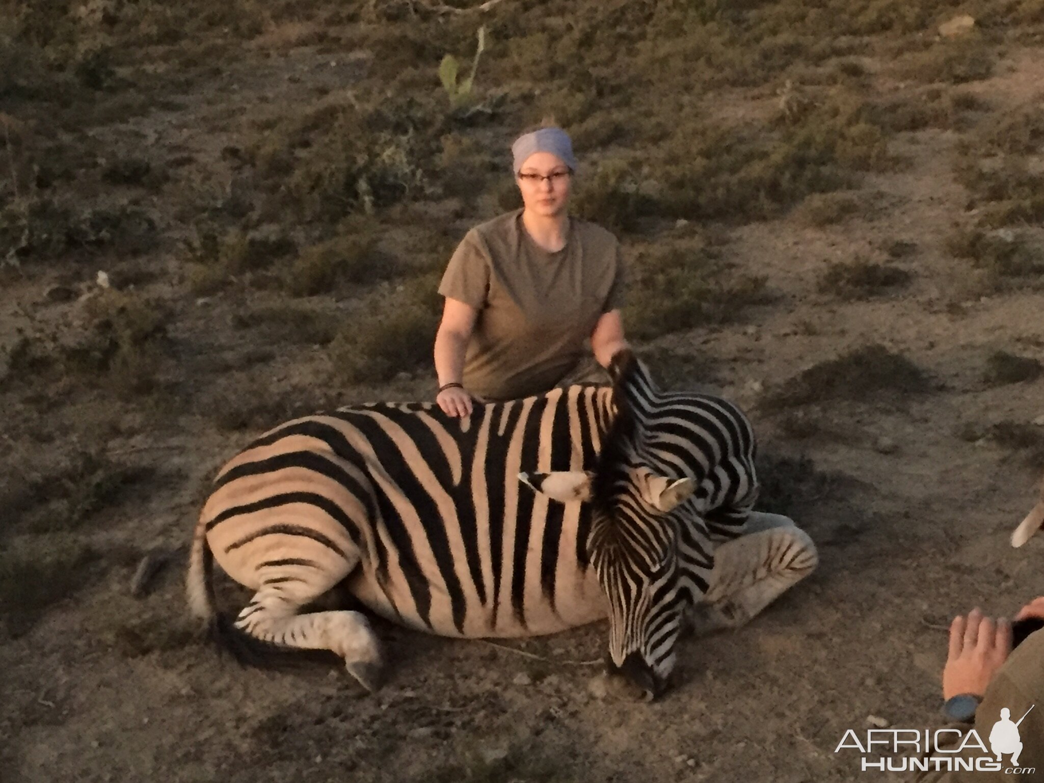 South Africa Burchell's Plain Zebra Hunt