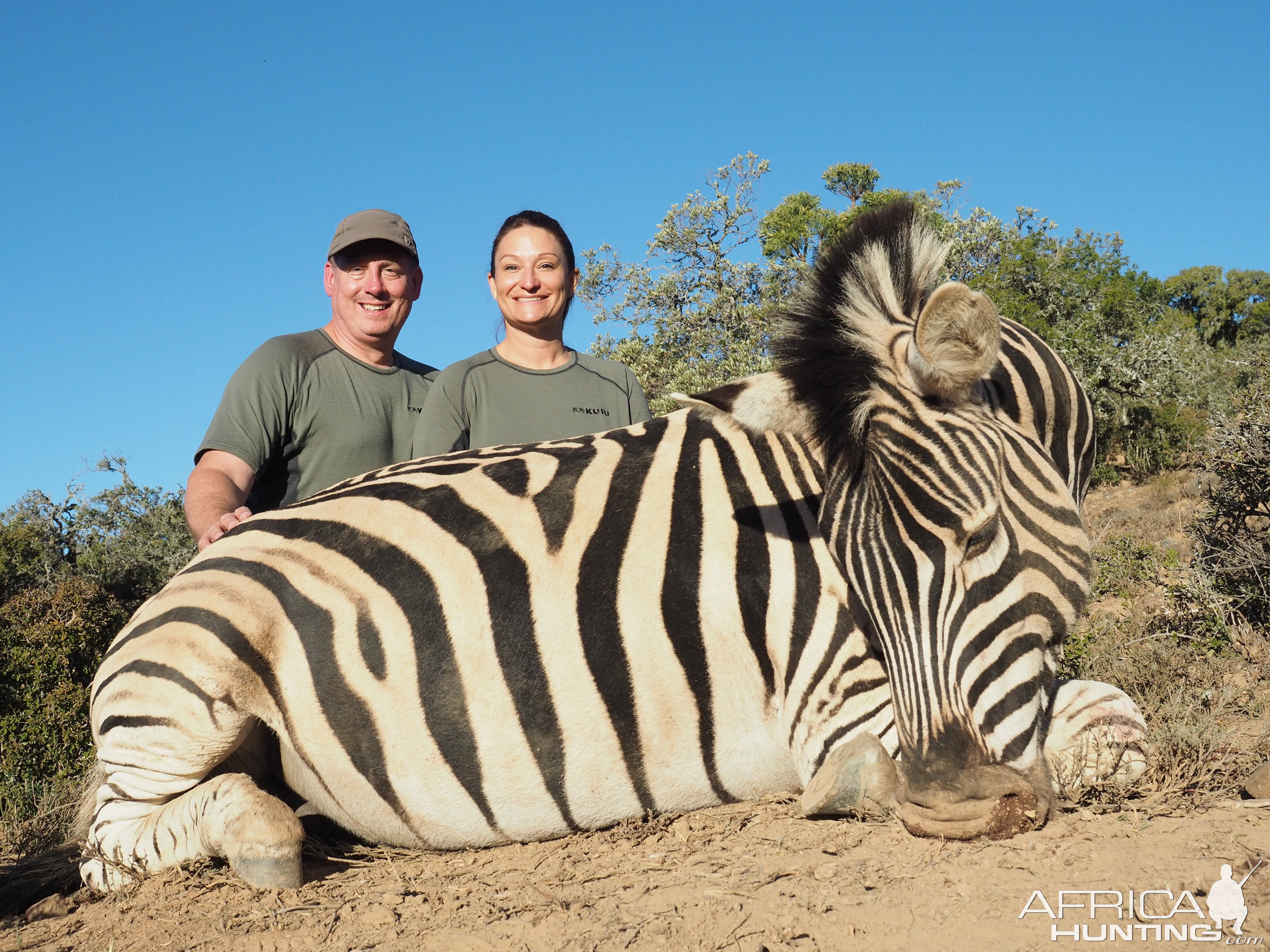 South Africa Burchell's Plain Zebra Hunt