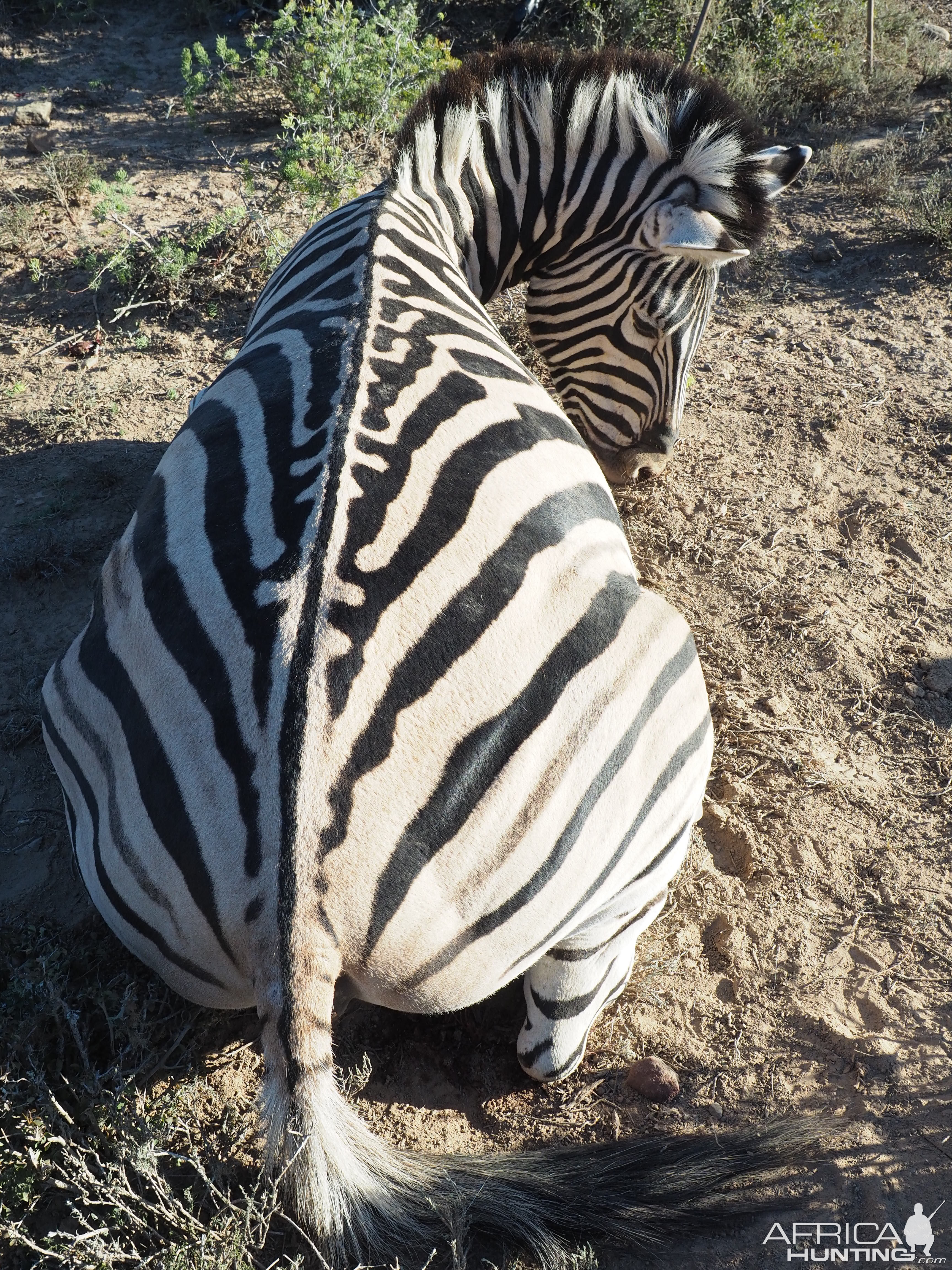 South Africa Burchell's Plain Zebra Hunt