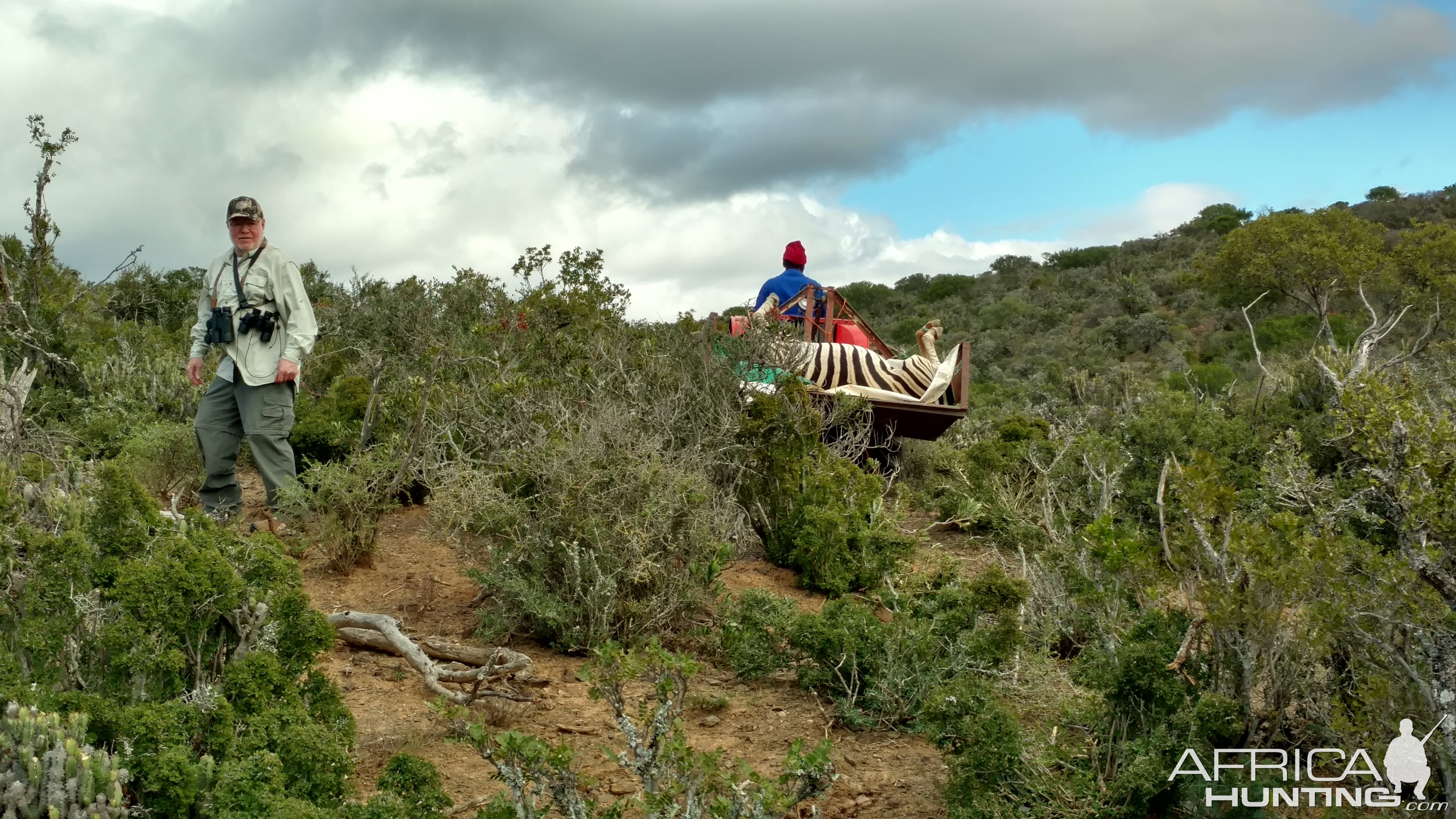 South Africa Burchell's Plain Zebra Hunt