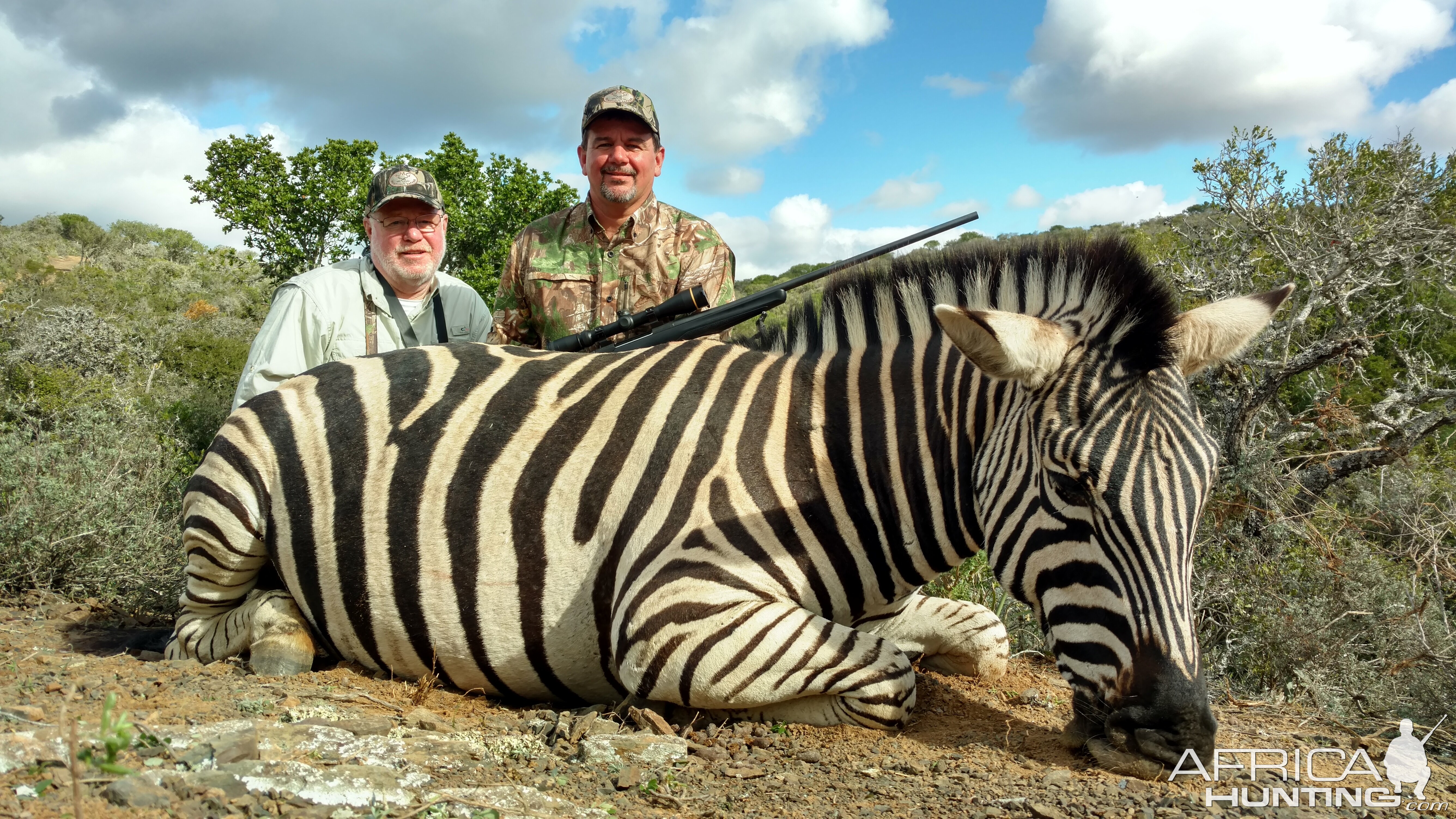 South Africa Burchell's Plain Zebra Hunt