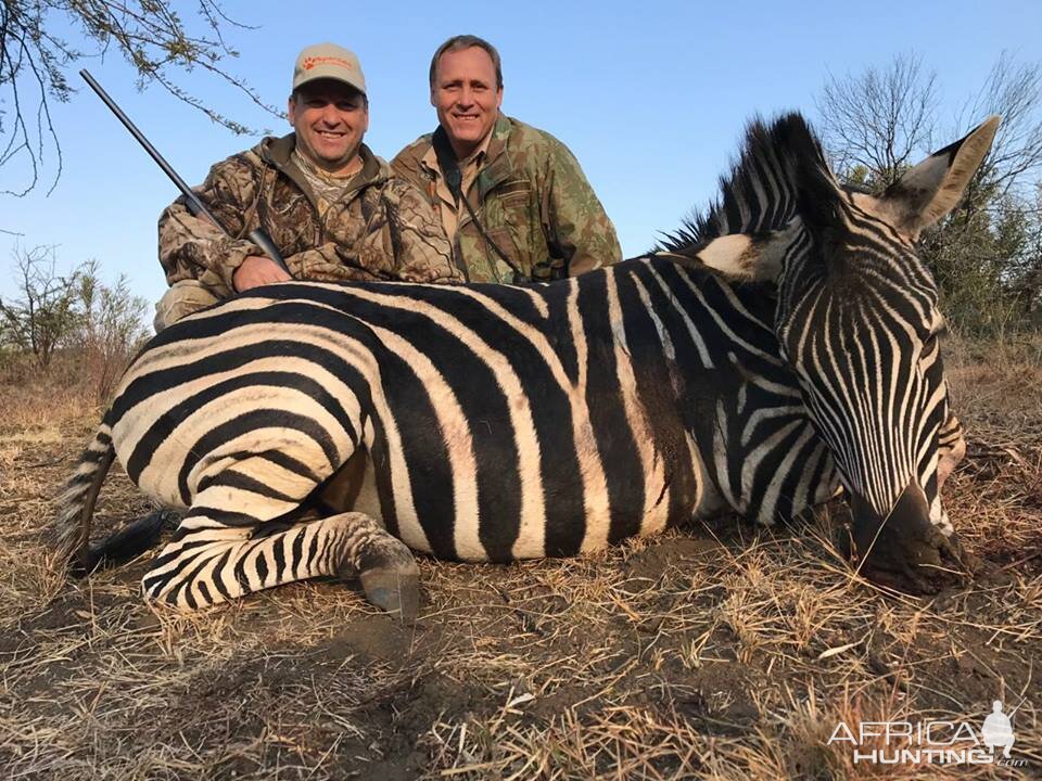 South Africa Burchell's Plain Zebra Hunt