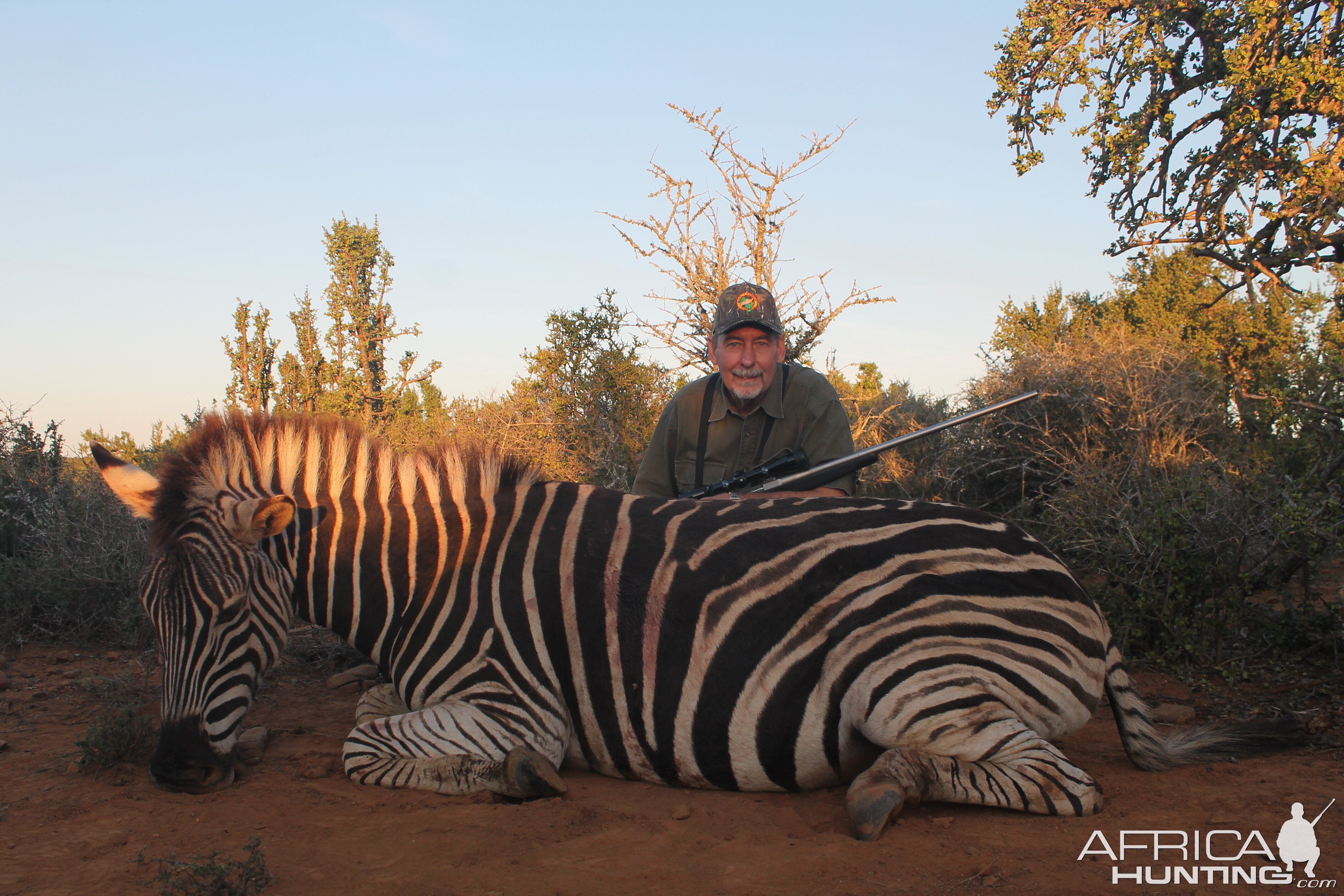 South Africa Burchell's Plain Zebra Hunt