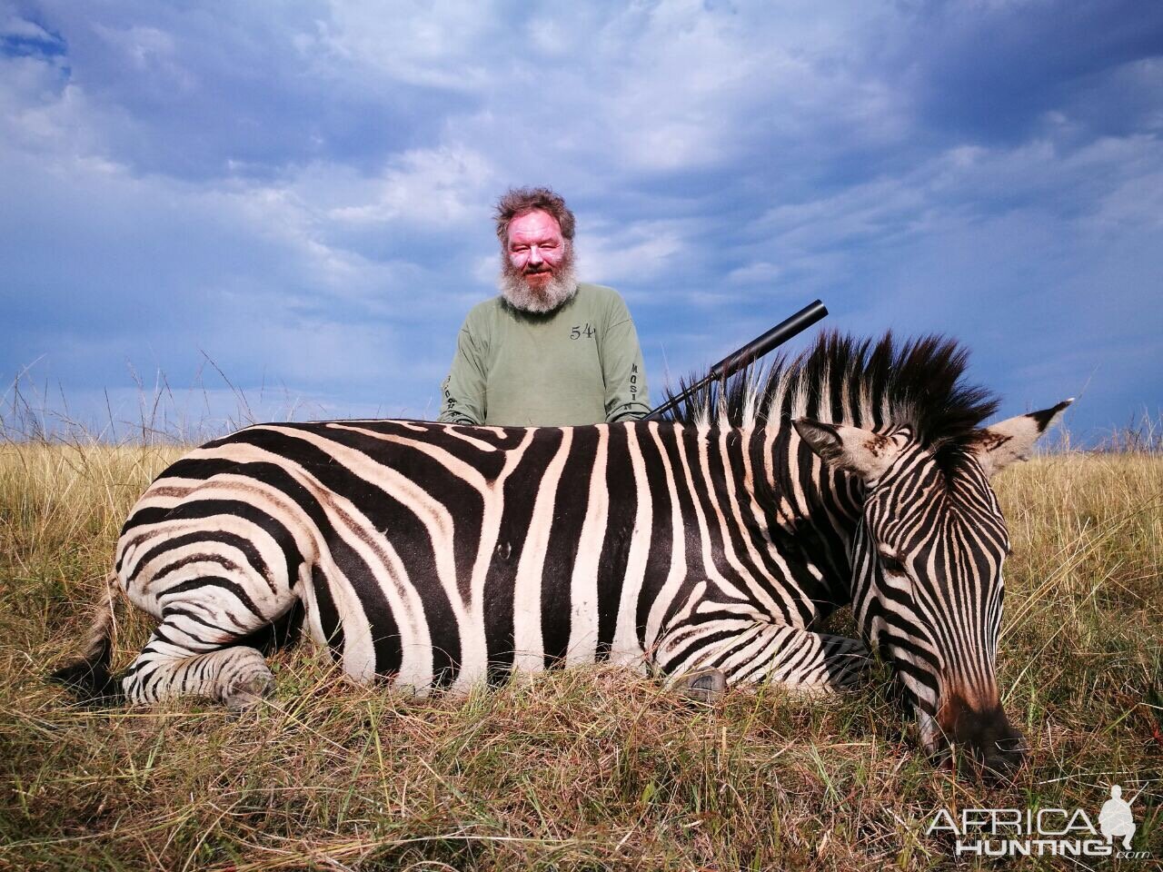 South Africa Burchell's Plain Zebra Hunting